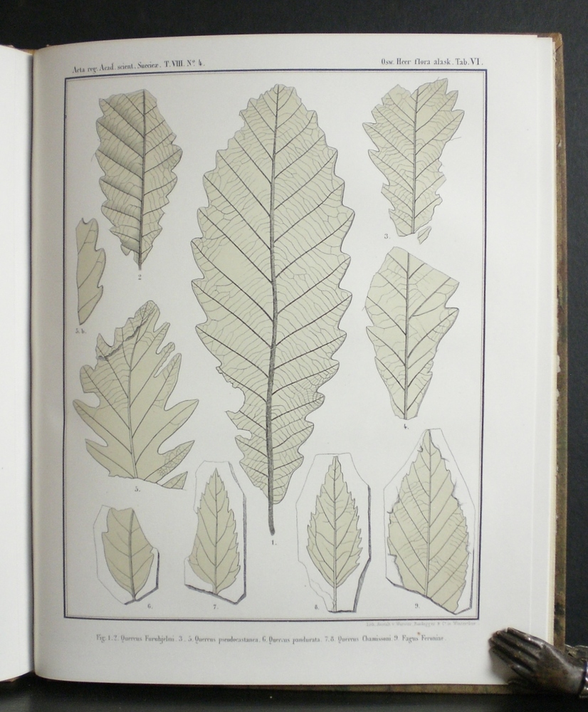 HEER OSWALD Flora fossilis Alaskana. Fossile flora von Alaska (1869)