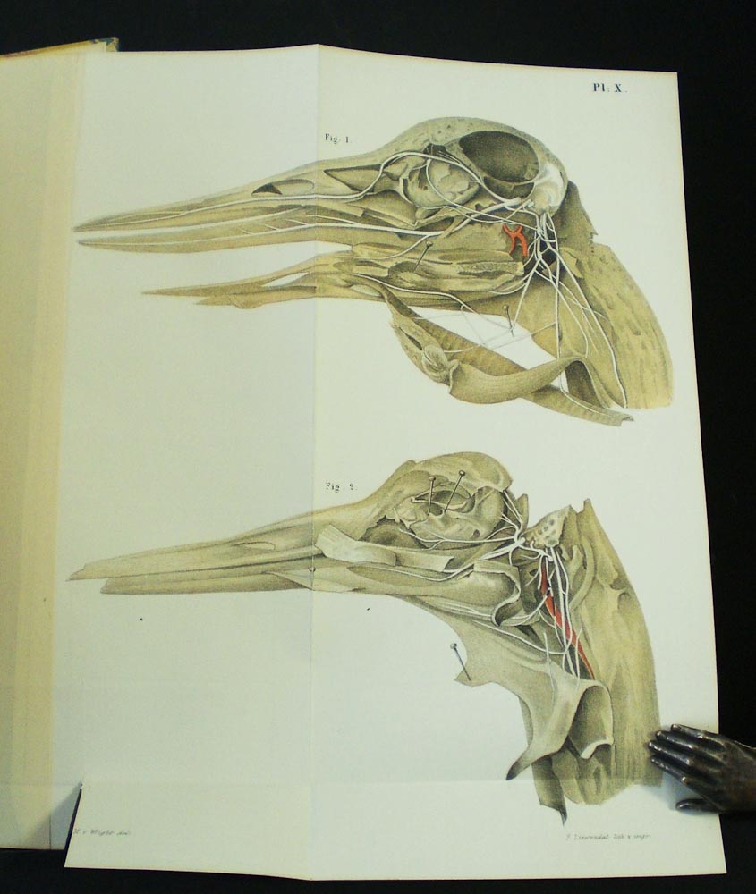 E. J. BONSDORFF Symbolae ad anatomiam comparatam nervorum animalium vertebratorum (1850)