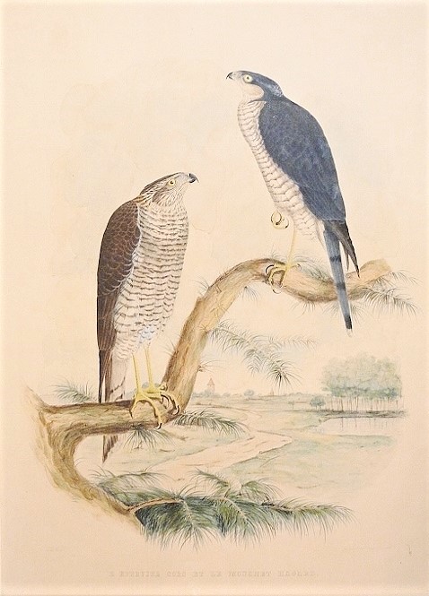 Hermann Schlegel L'Epervier sors et le Mouchet Hagard