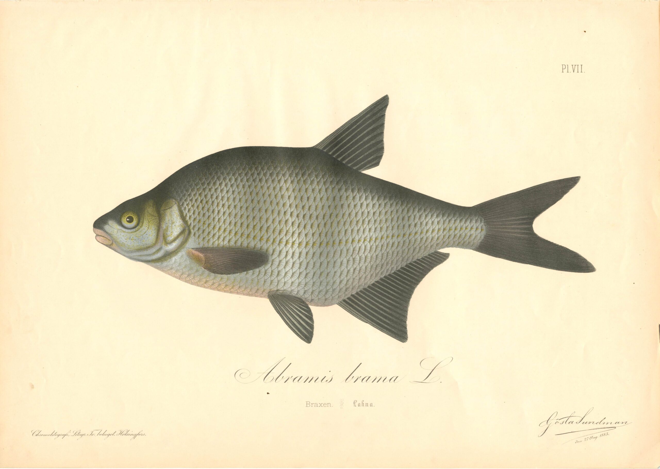 Sundman fish illustration, Common bream (Abramis brama L.), from The Fishes of Finland. Sundmanin kalakuva, Lahna. Suomen kalat. Sundmans fiskplanch, Braxen. Finlands fiskar.