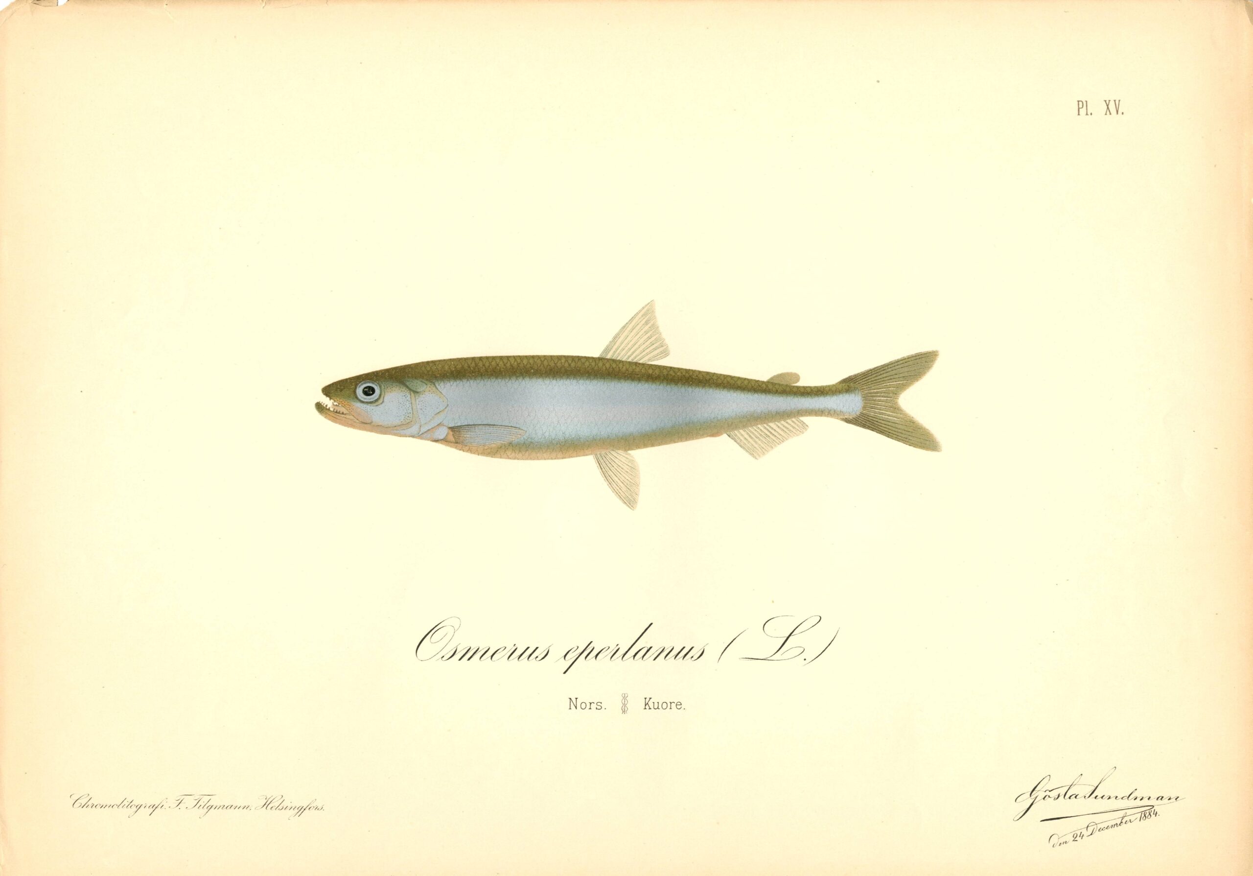 Gösta Sundman fish illustration, European smelt (Osmerus eperlanus L.), from The Fishes of Finland. Sundmanin kalakuva, Kuore. Suomen kalat. Sundmans fiskplanch, Nors. Finlands fiskar.