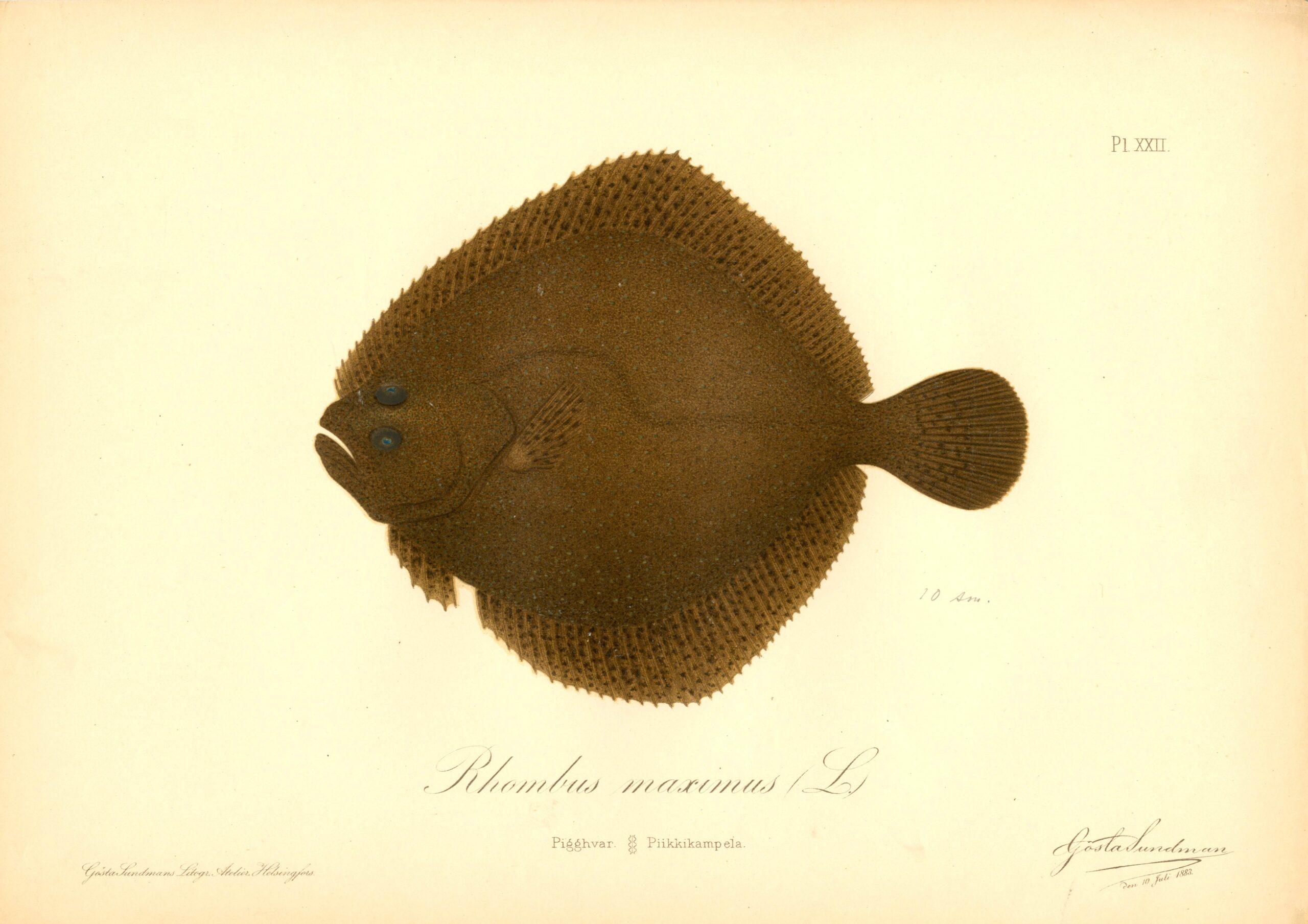 Sundman fish illustration, Turbot (Rhombus maximus), from The Fishes of Finland. Sundmanin kalakuva, Kampela. Suomen kalat. Sundmans fiskplanch, Pigghvar. Finlands fiskar.