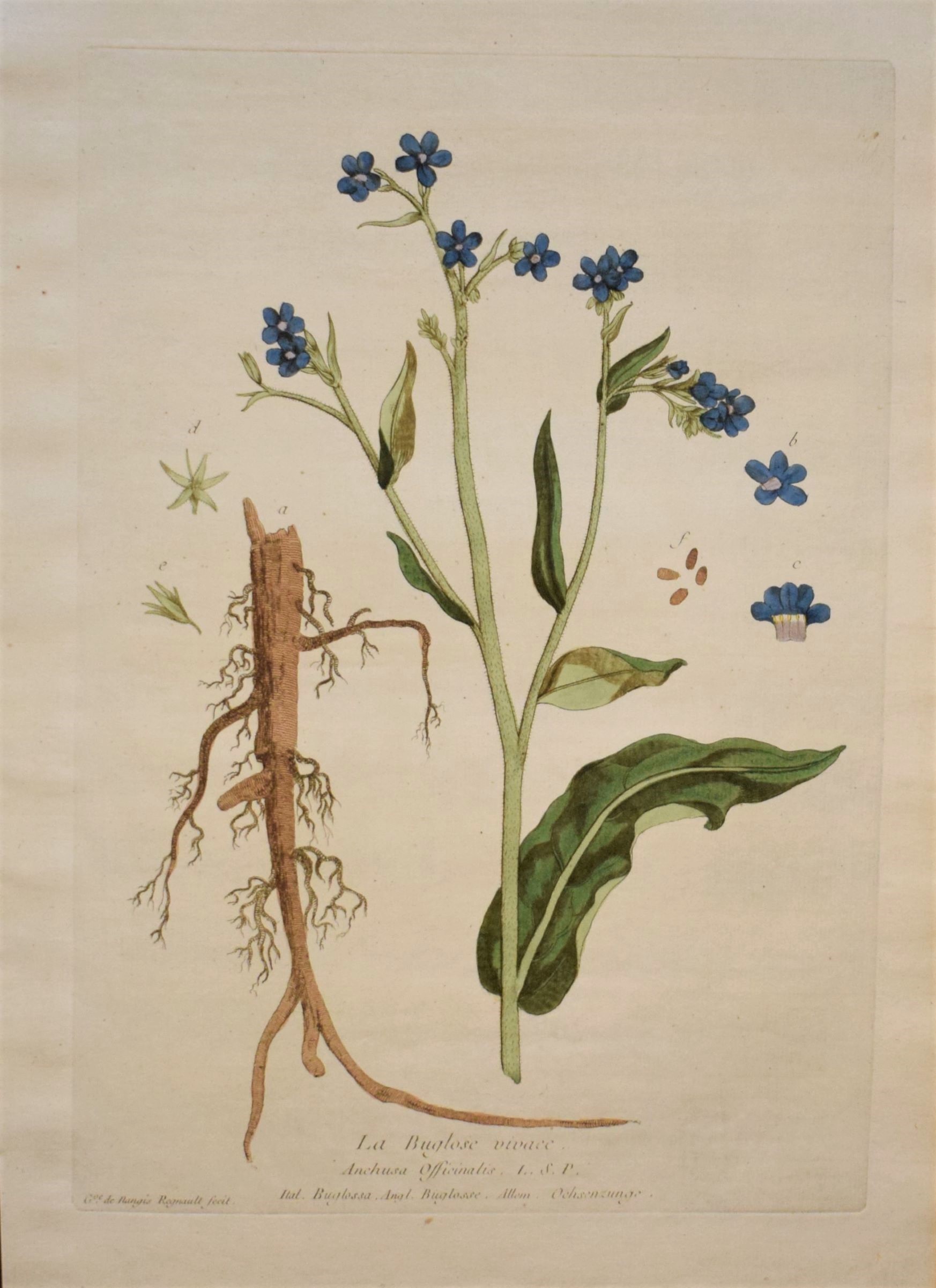 18th-century botanical engraving of a Common bugloss (La Bulgose vivace) by Regnault. Hand-coloured copperplate illustration.