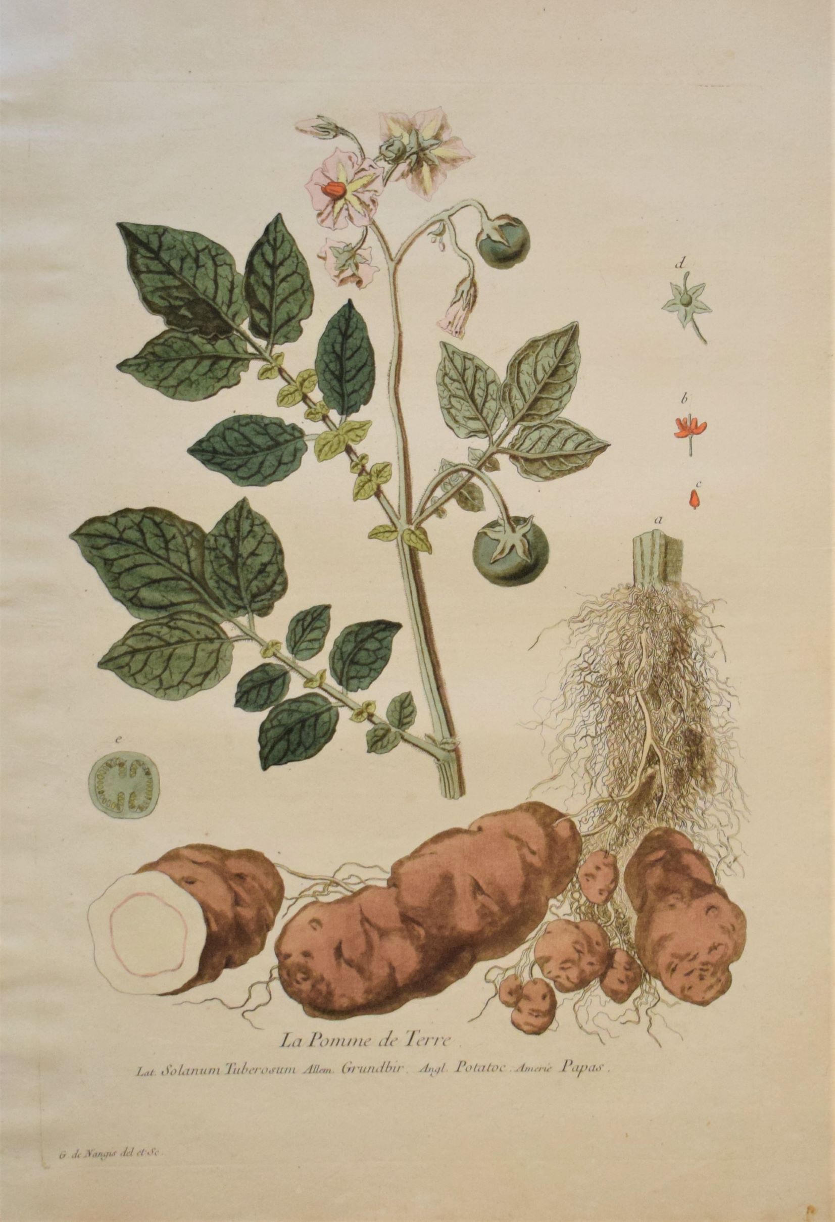 18th-century botanical engraving of a Potato (La Pomme de Terre) by Regnault. Hand-coloured copperplate illustration.