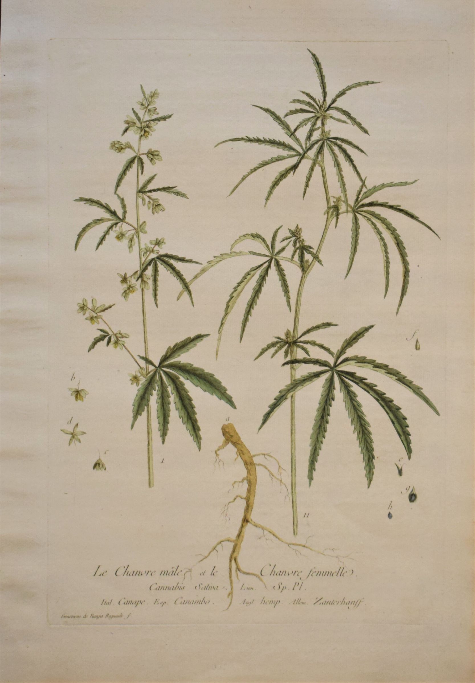 18th-century botanical engraving of a Hemp plant (Le Chanvre male) by Regnault. Hand-coloured copperplate illustration.