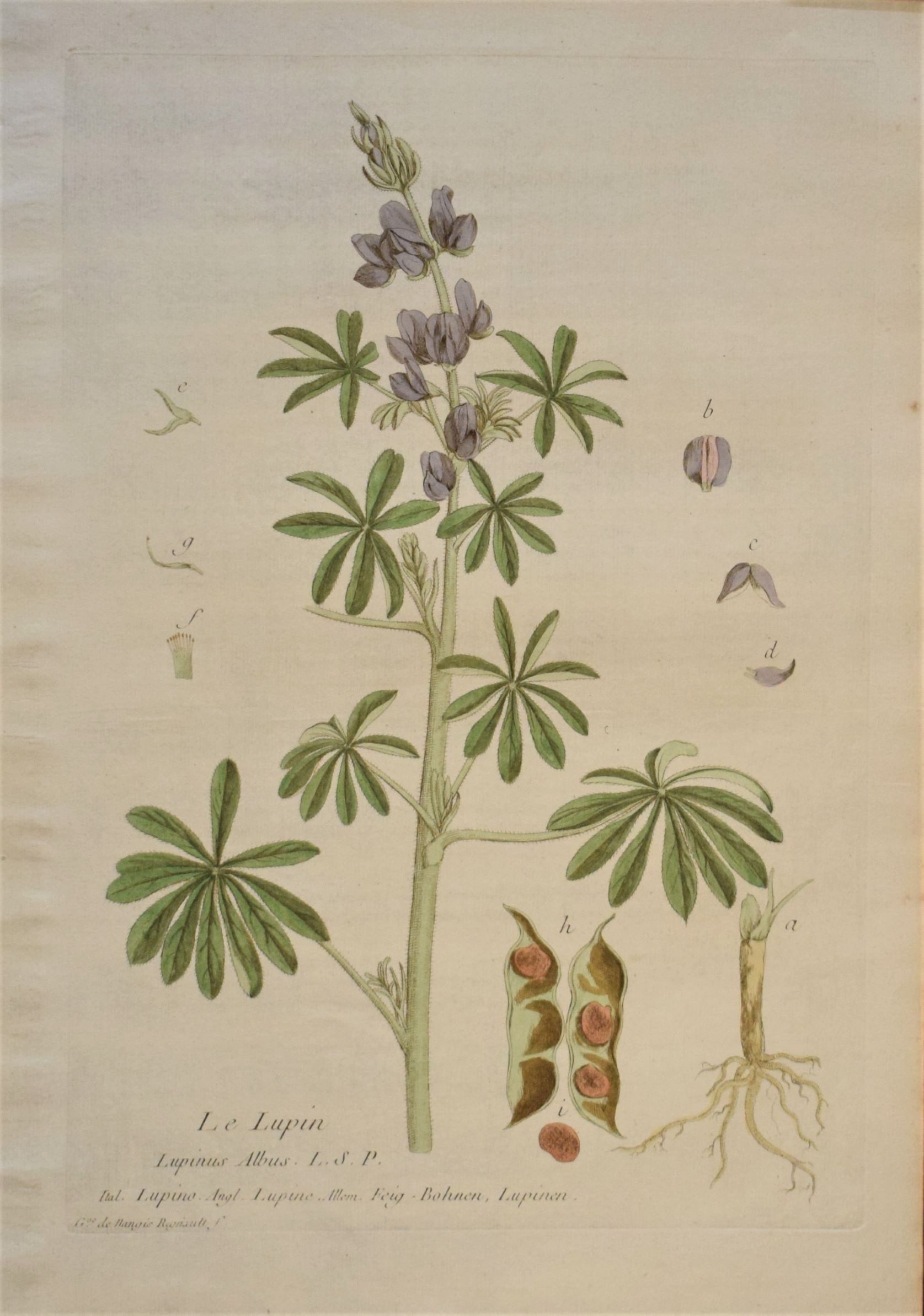 18th-century botanical engraving of a Lupine (Le Lupin) by Regnault. Hand-coloured copperplate illustration.
