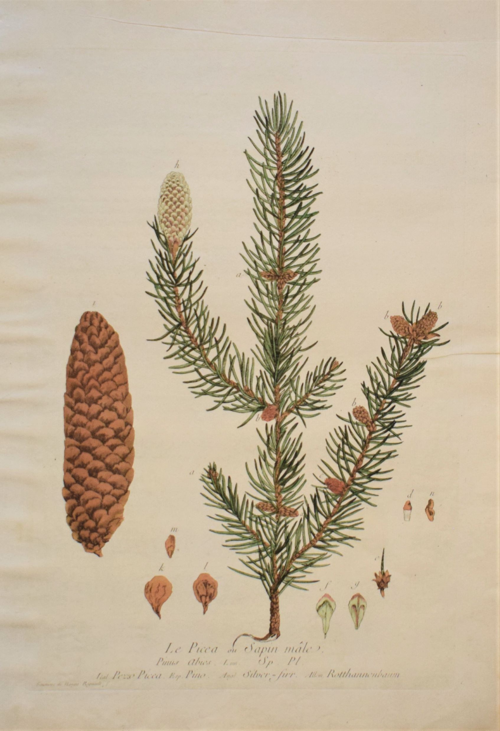 18th-century botanical engraving of a Spruce (La Picea ou Sapin male) by Regnault. Hand-coloured copperplate illustration.