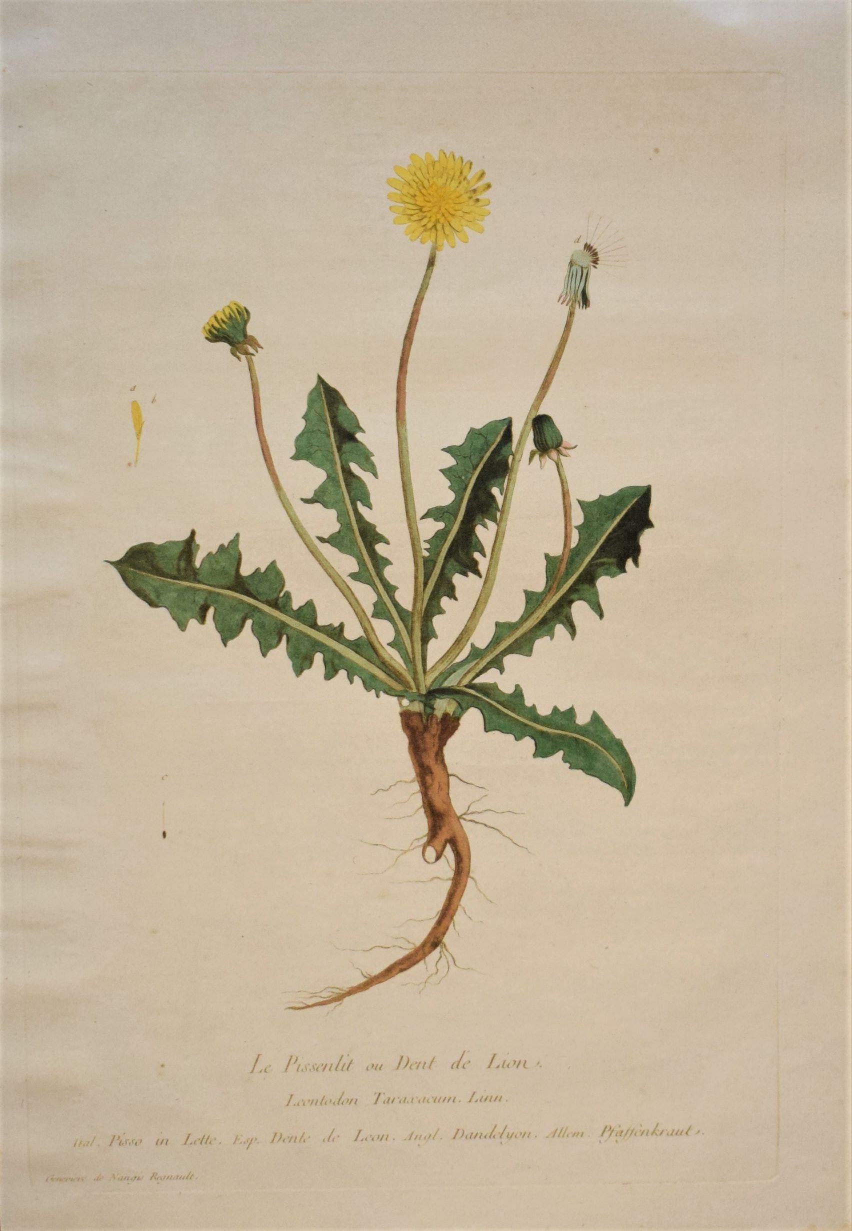 18th-century botanical engraving of a Dandelion (Le Pissenlit) by Regnault. Hand-coloured copperplate illustration.