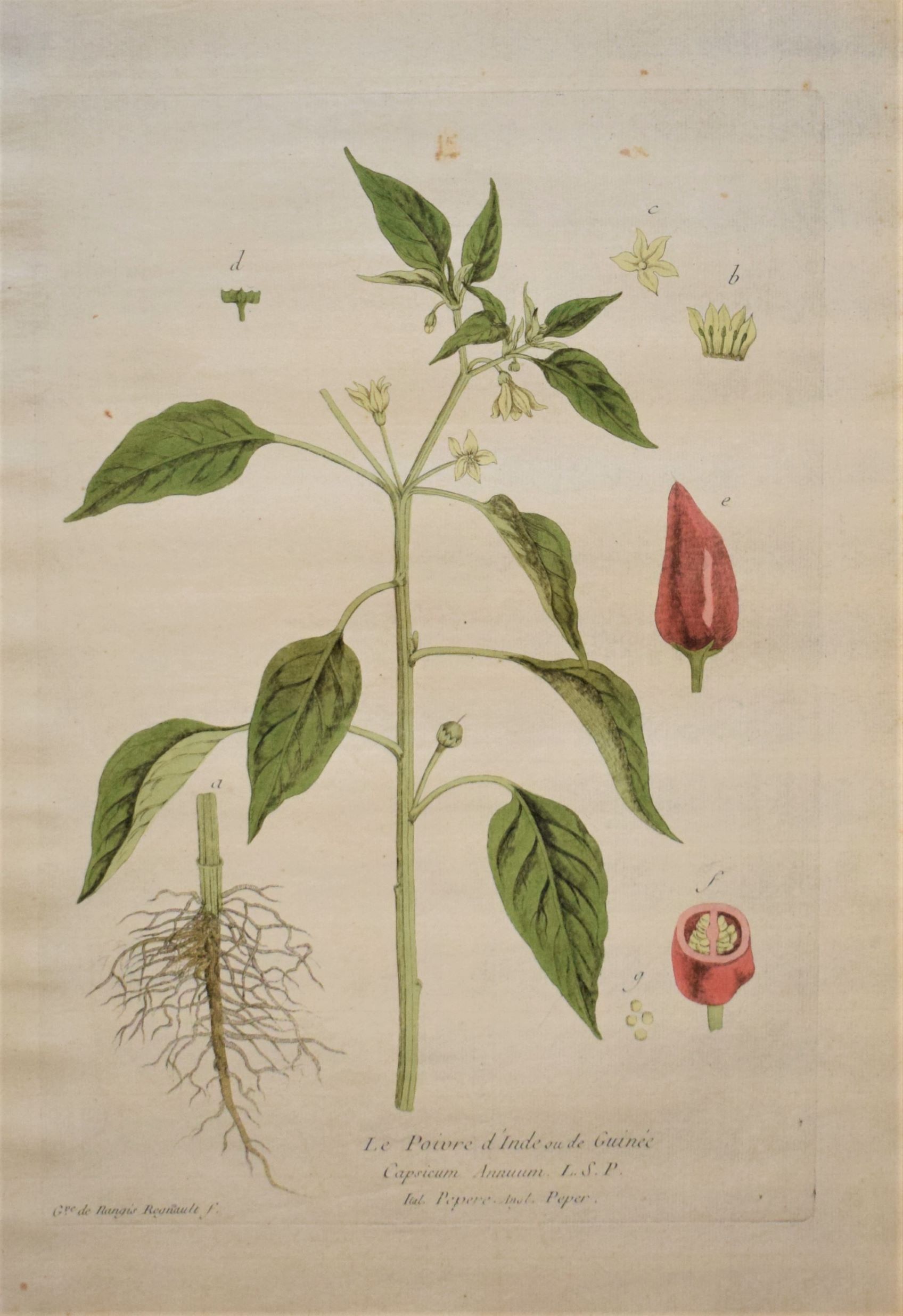 18th-century botanical engraving of a Pepper plant (Le Poivre d'Inde) by Regnault. Hand-coloured copperplate illustration.