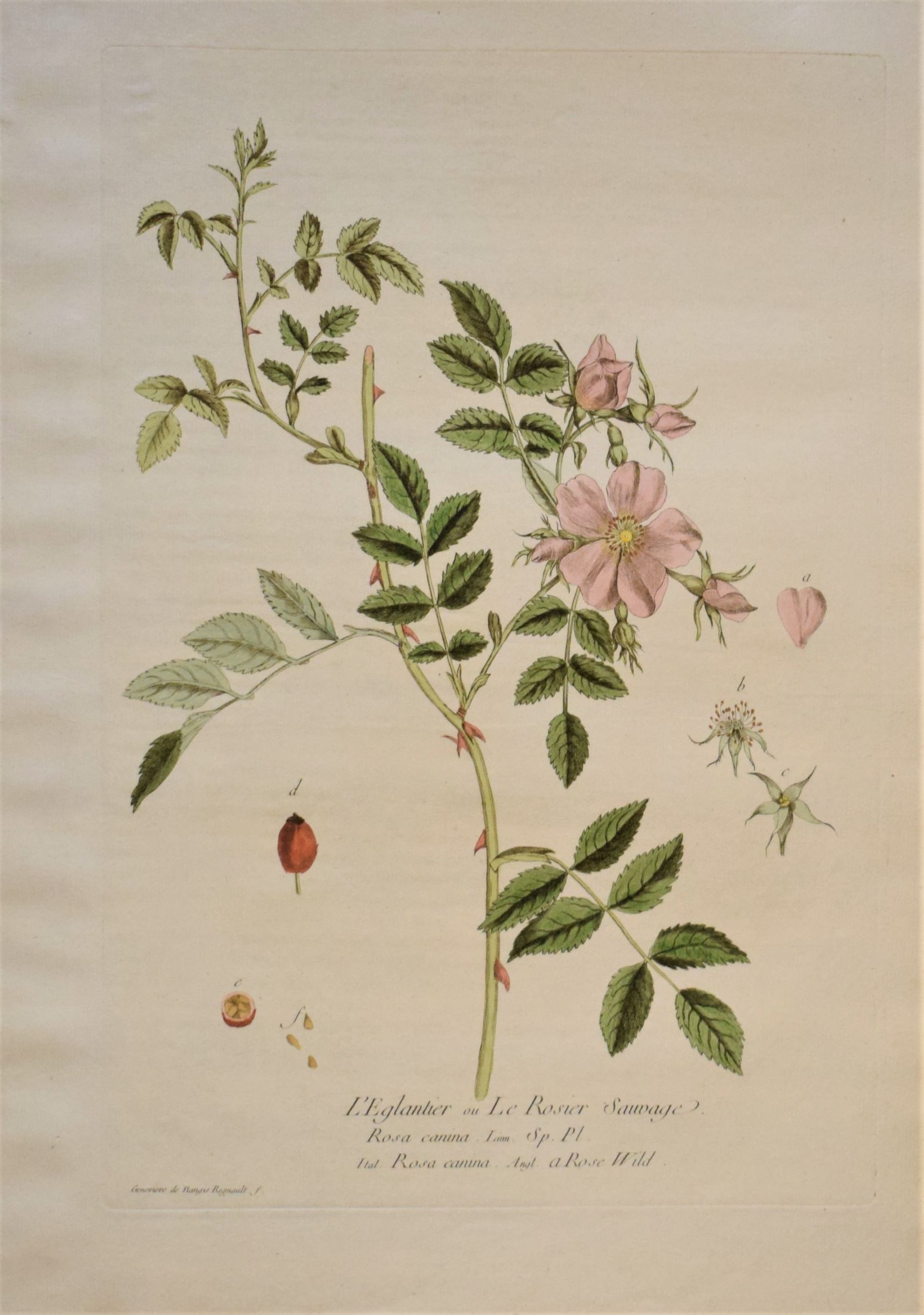 18th-century botanical engraving of a Wild Rose (L'Eglantier) by Regnault. Hand-coloured copperplate illustration.