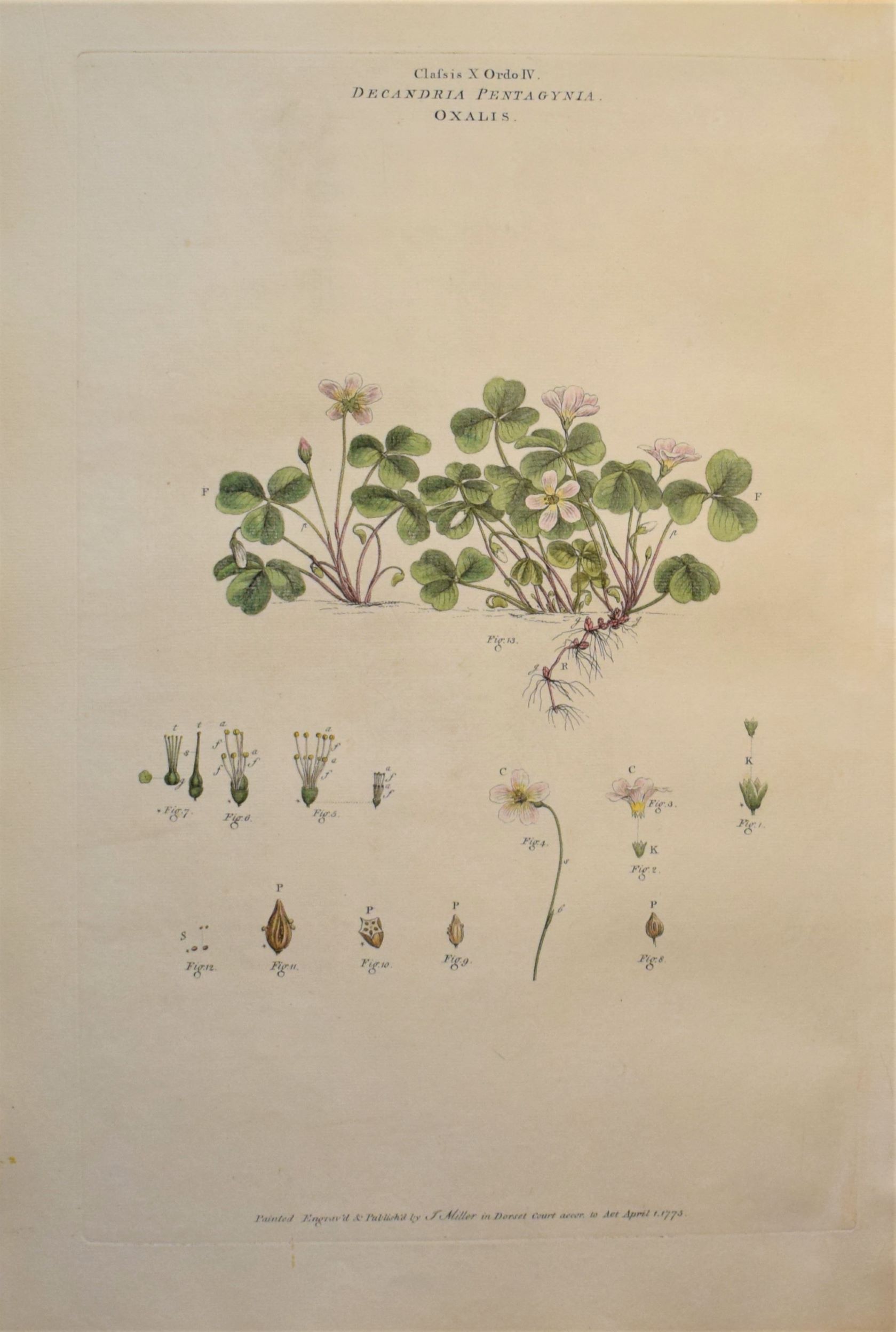 Large 18th-century hand-coloured botanical copper engraving of Oxalis acetosella by John Miller