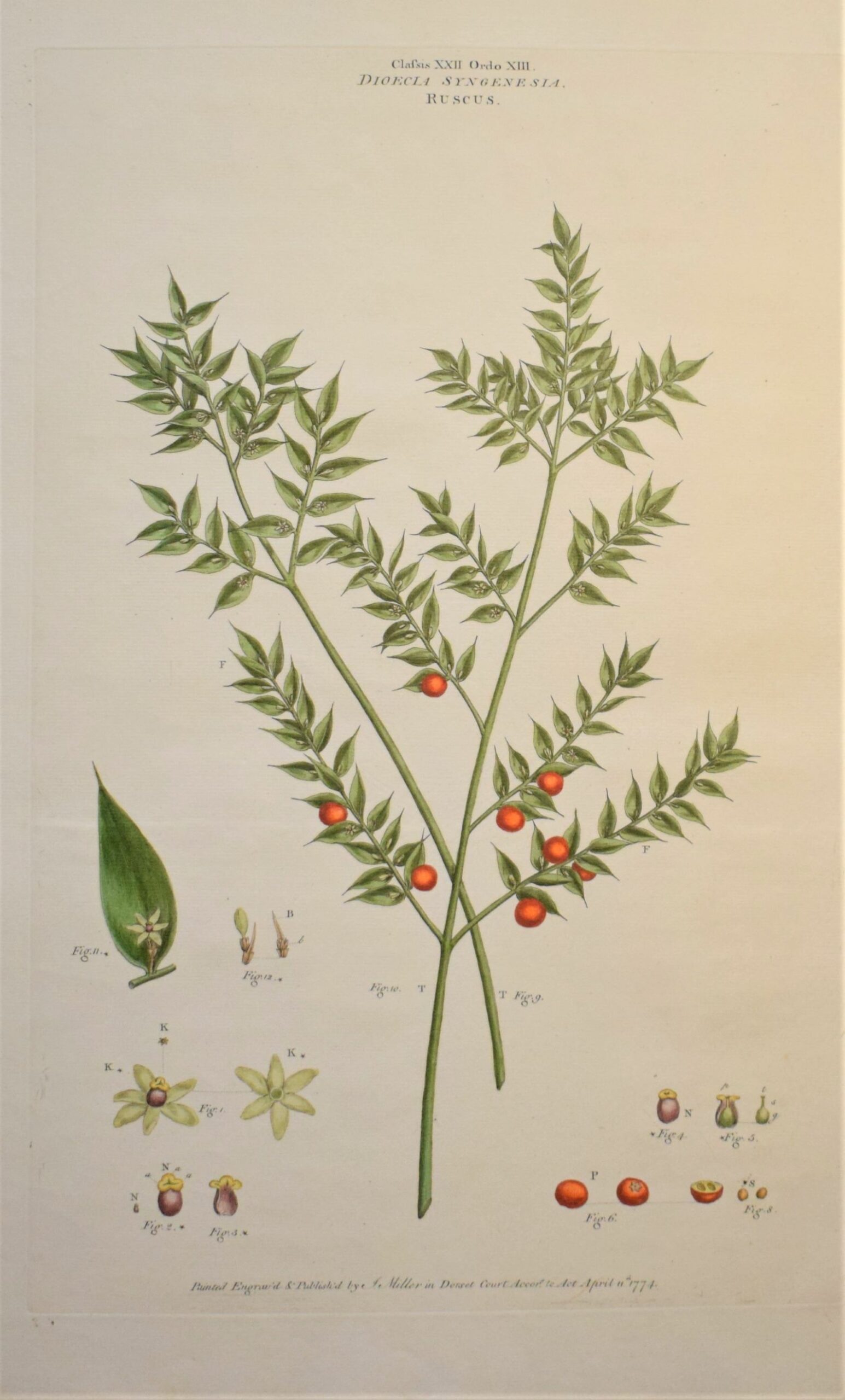 Large 18th-century hand-coloured botanical copper engraving of Ruscus aculeatus by John Miller