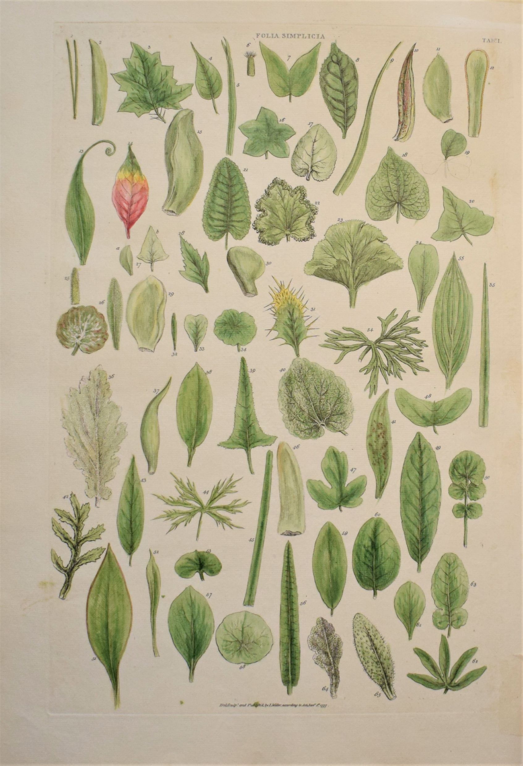 Large 18th-century hand-coloured botanical copper engraving of botanical silhouettes by John Miller