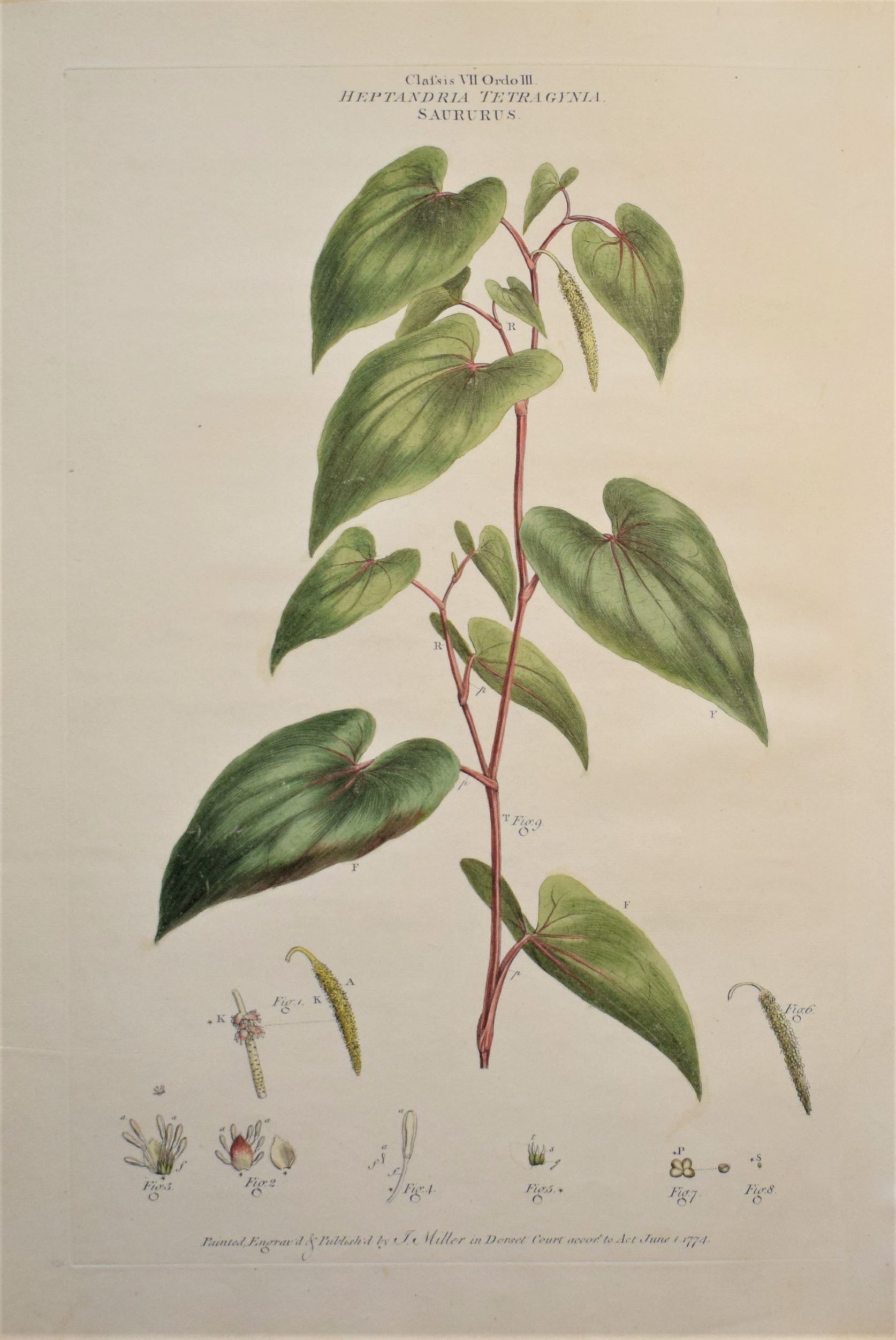 Large 18th-century hand-coloured botanical copper engraving of Saururus cernuus by John Miller