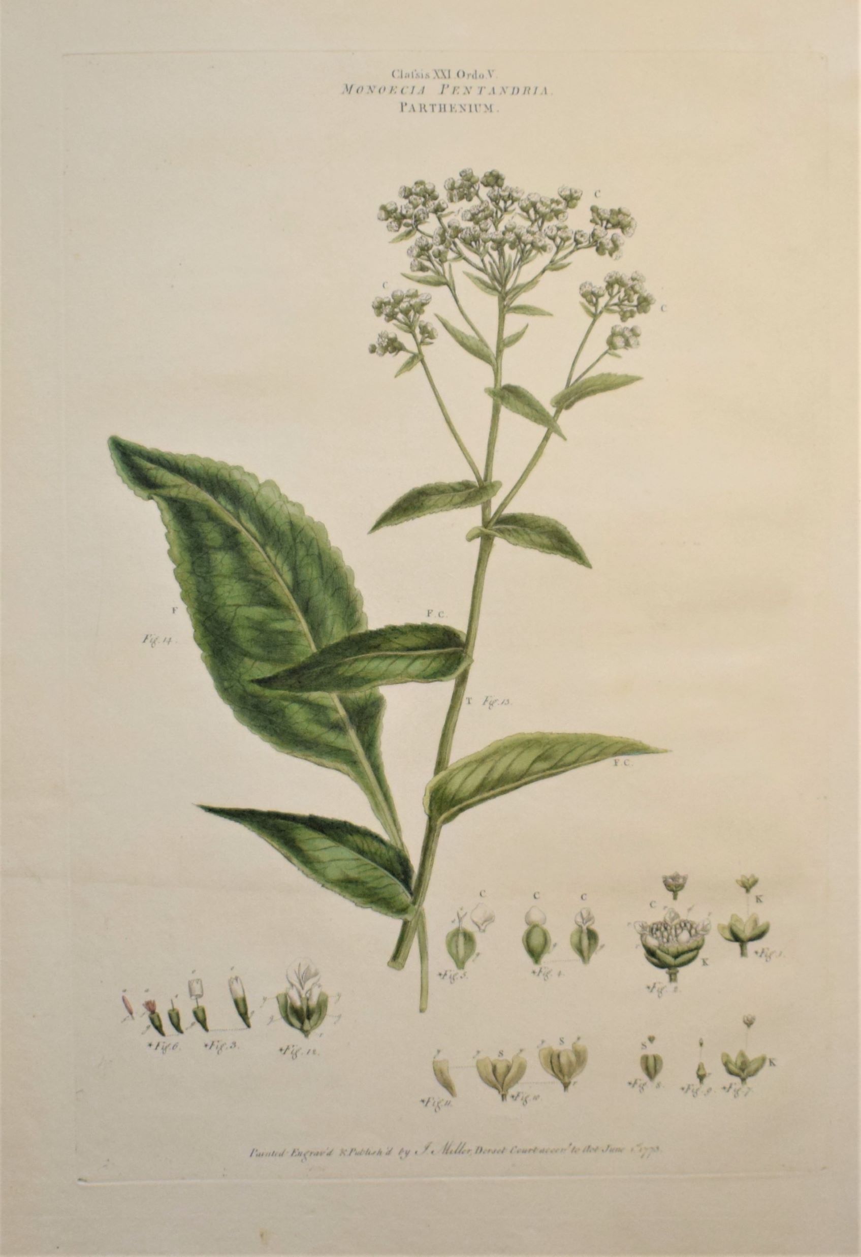 Large 18th-century hand-coloured botanical copper engraving of Parthenium integrifolium by John Miller