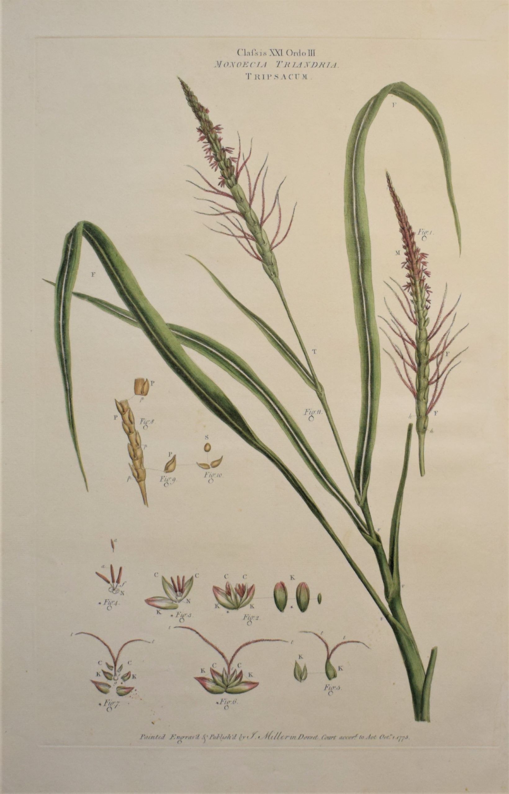 Large 18th-century hand-coloured botanical copper engraving of Tripsacum dactyloides by John Miller