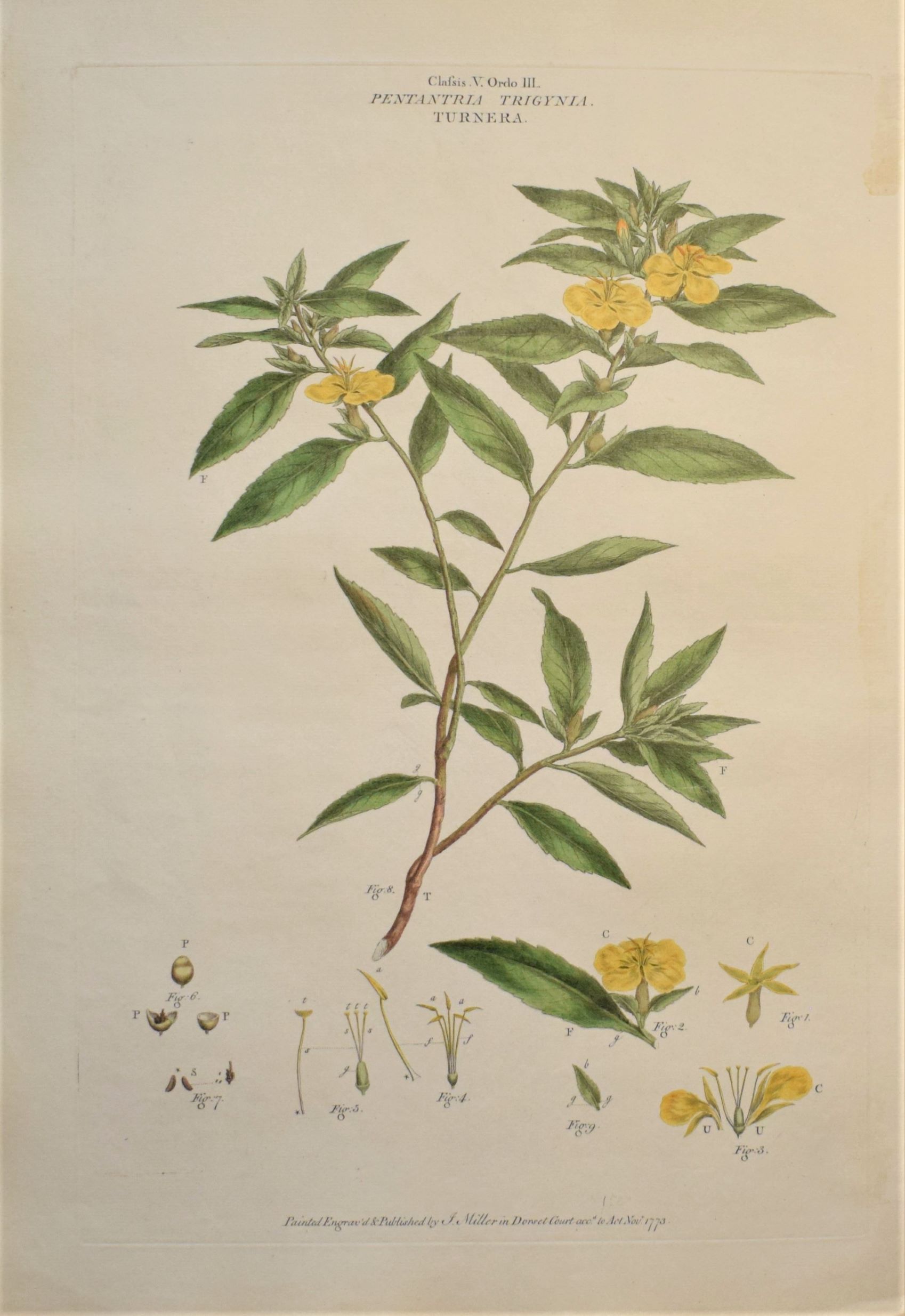Large 18th-century hand-coloured botanical copper engraving of Turnera diffusa by John Miller