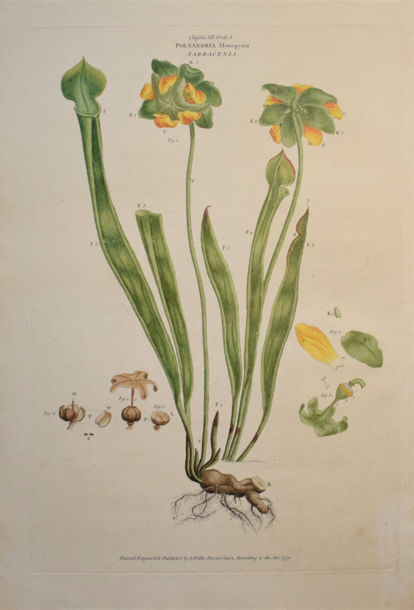 Large 18th-century hand-coloured botanical copper engraving of Sarracenia flava by John Miller