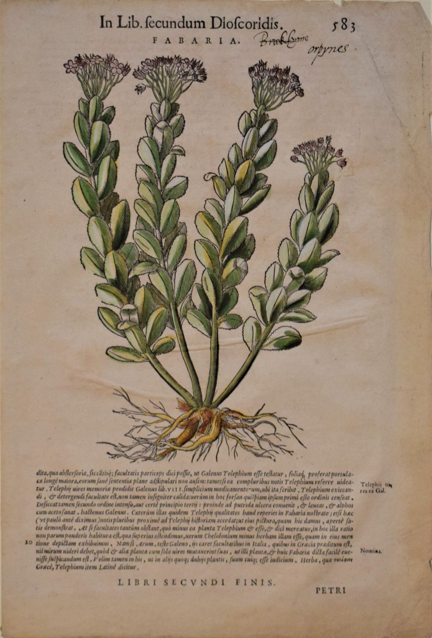 16th-century hand-coloured woodblock engraving of Fabraria by Pietro Andrea Mattioli, 1565.