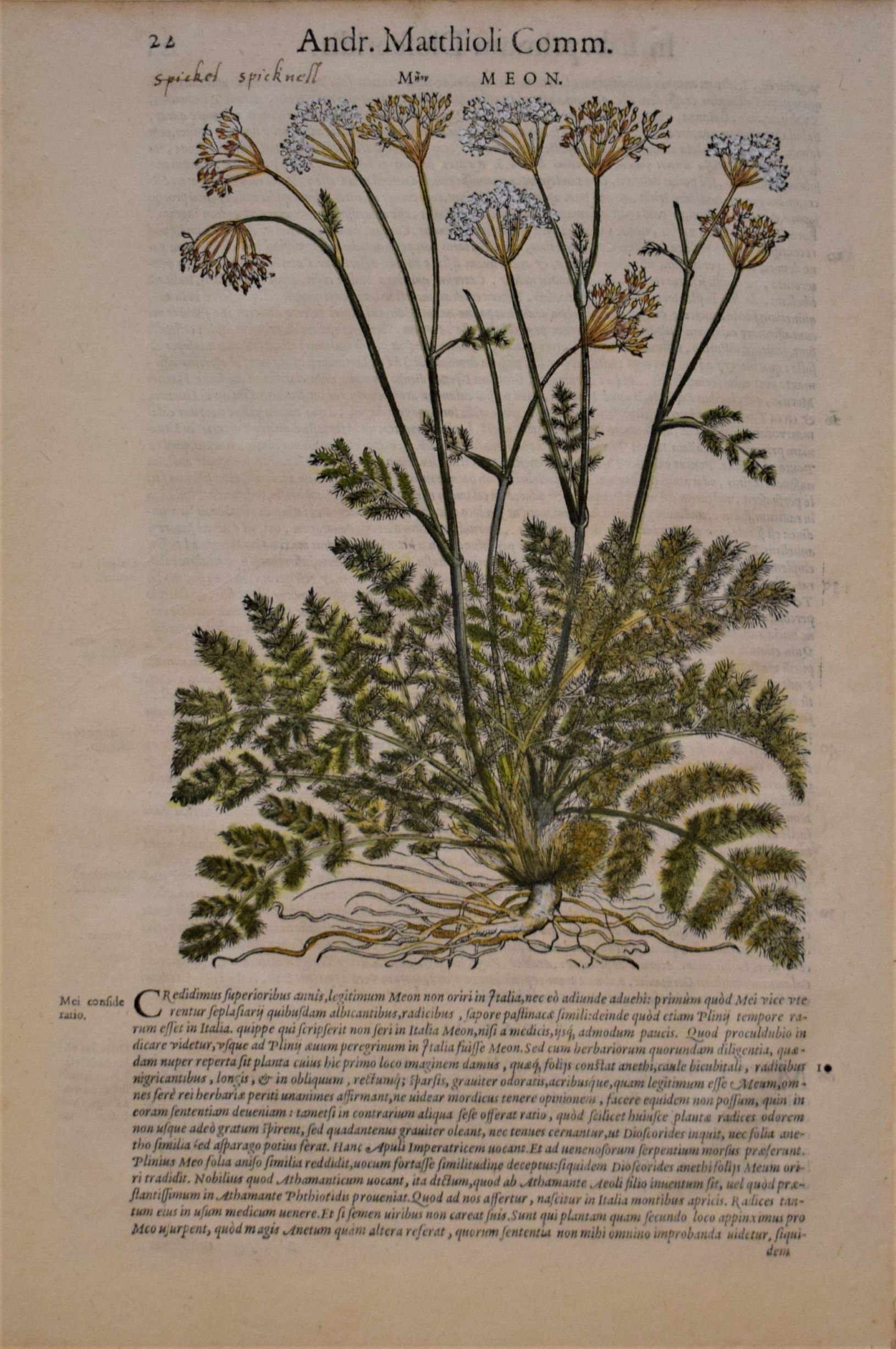16th-century hand-coloured woodblock engraving of Meum athamanticum (Spignel) by Pietro Andrea Mattioli, 1565 edition.