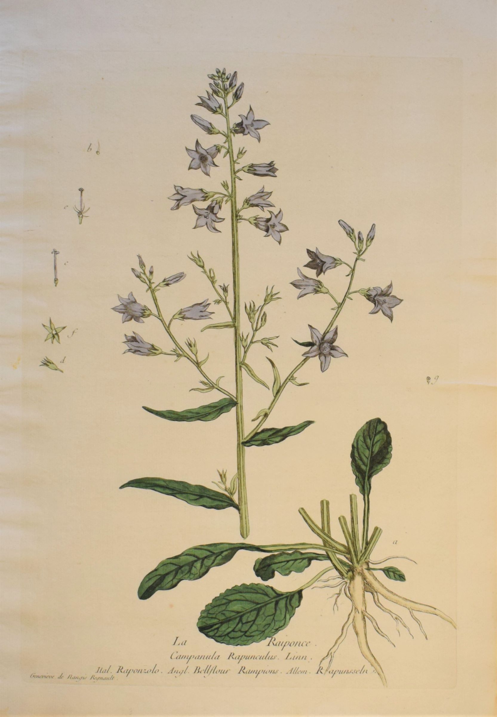 18th-century botanical engraving of a Rampion Bellflower (La Raiponce) by Regnault. Hand-coloured copperplate illustration.