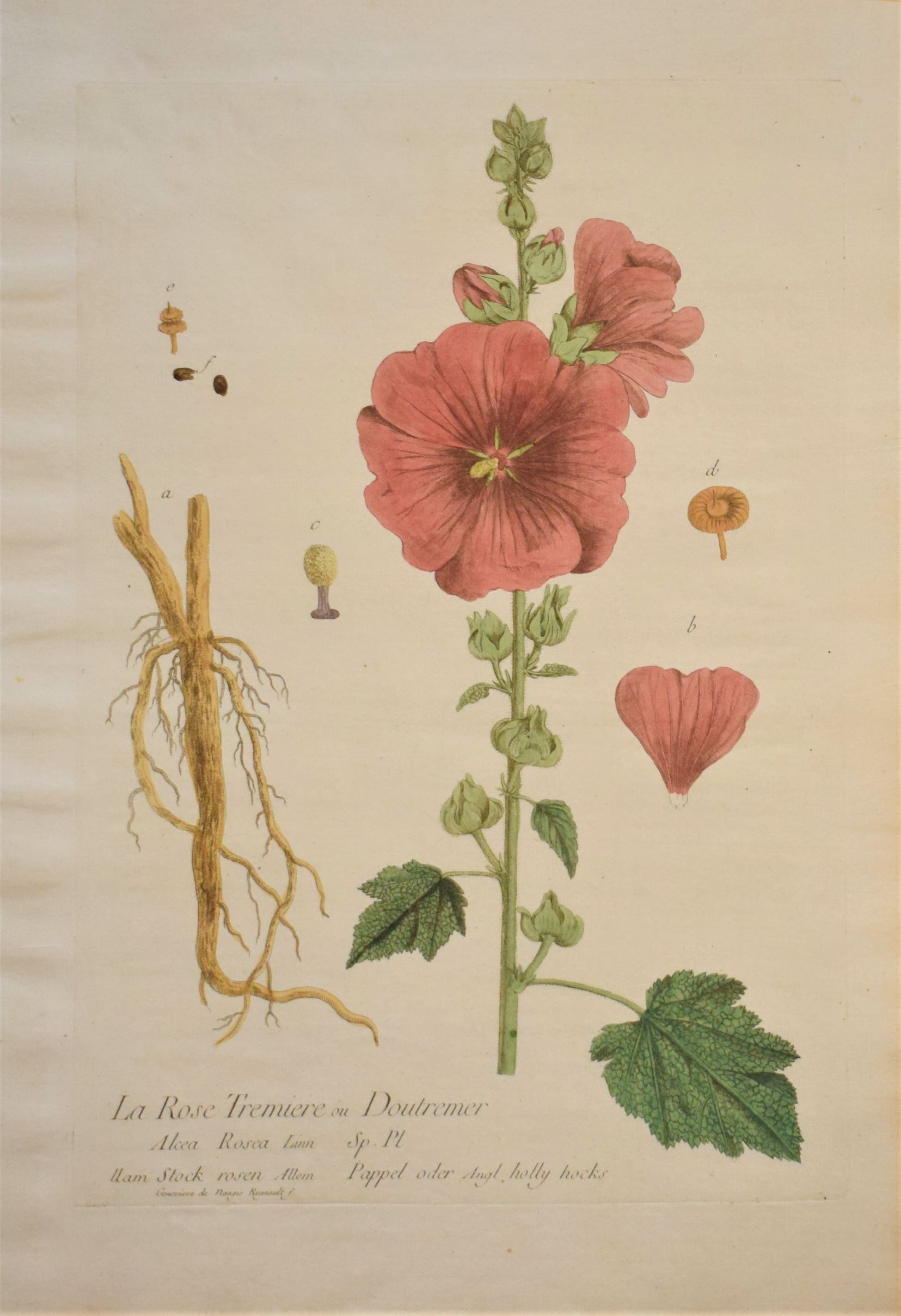 18th-century botanical engraving of a Common hollyhock (La Rose Tremiere) by Regnault. Hand-coloured copperplate illustration, Hollyhock print.