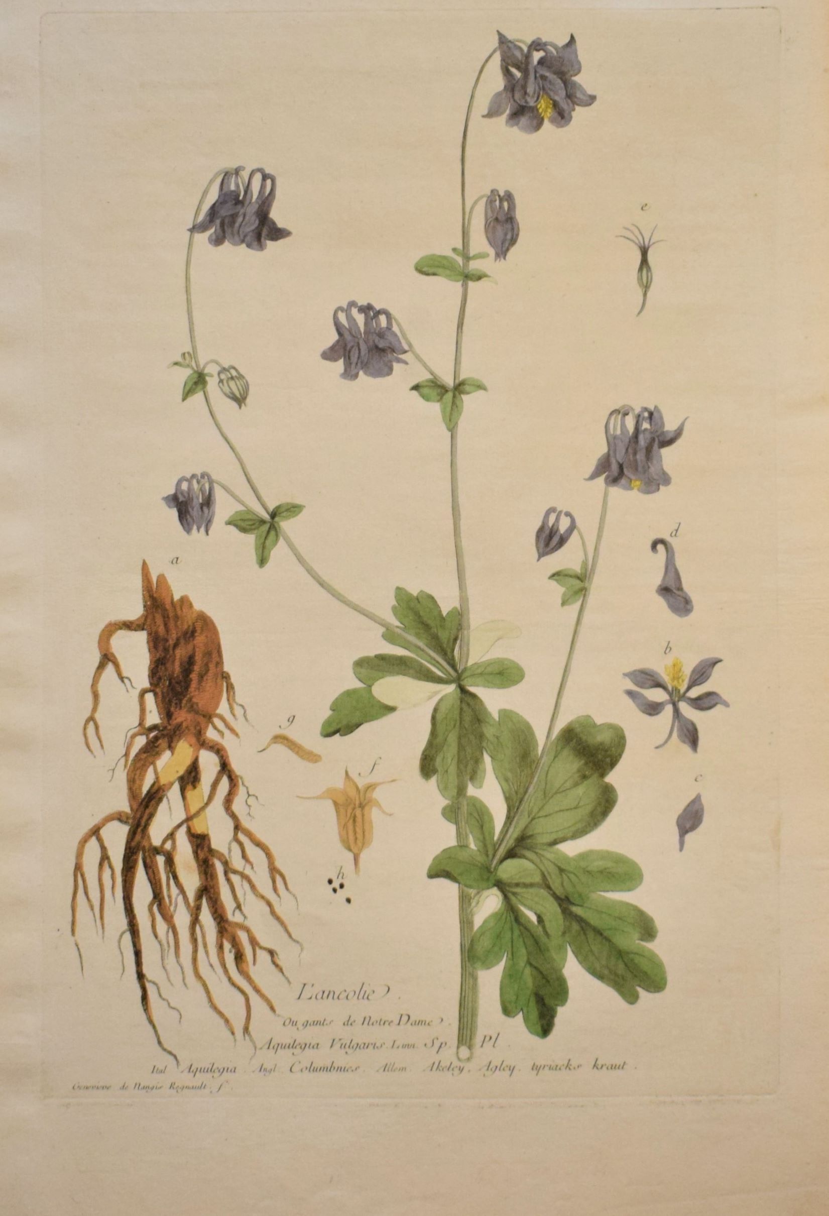 18th-century botanical engraving of a Common columbine (L'ancolie) by Regnault. Hand-coloured copperplate illustration.
