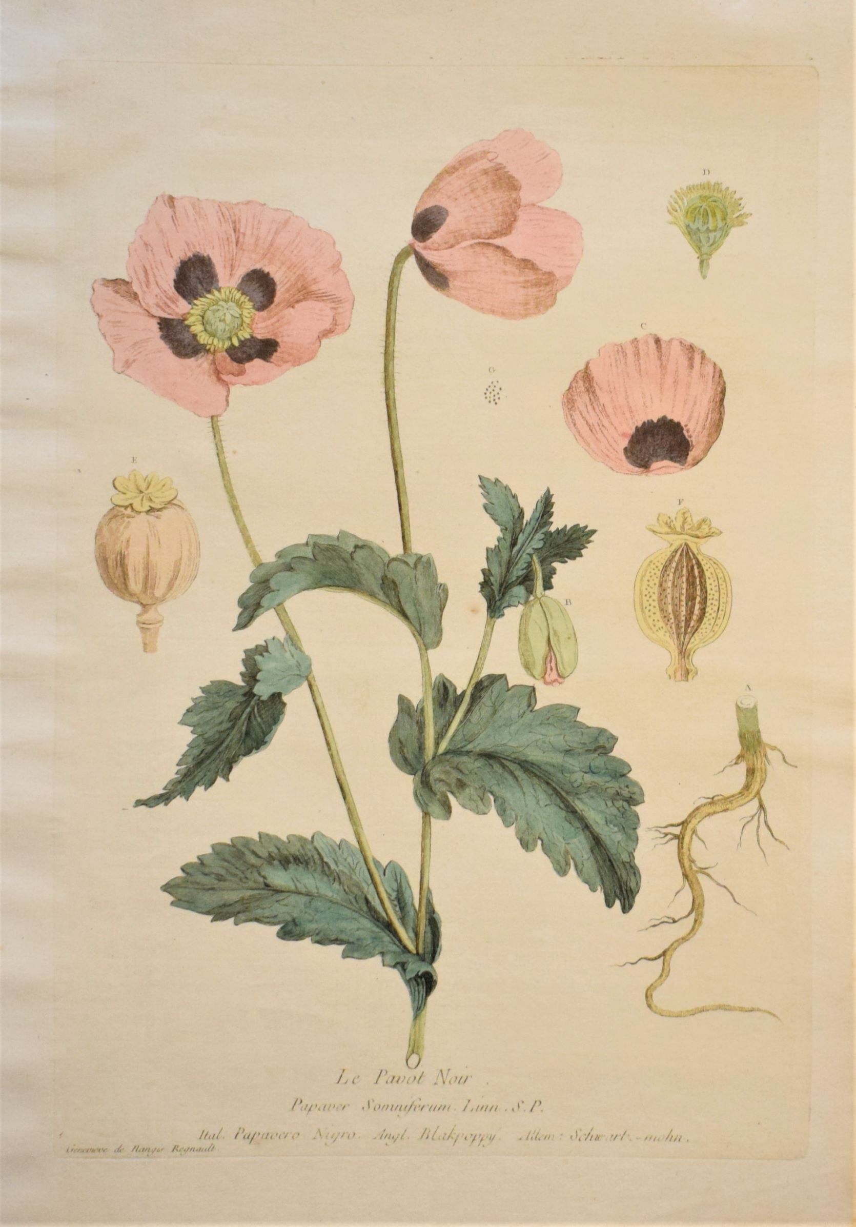 18th-century botanical engraving of a Opium poppy (Le Pavot Noir) by Regnault. Hand-coloured copperplate illustration.