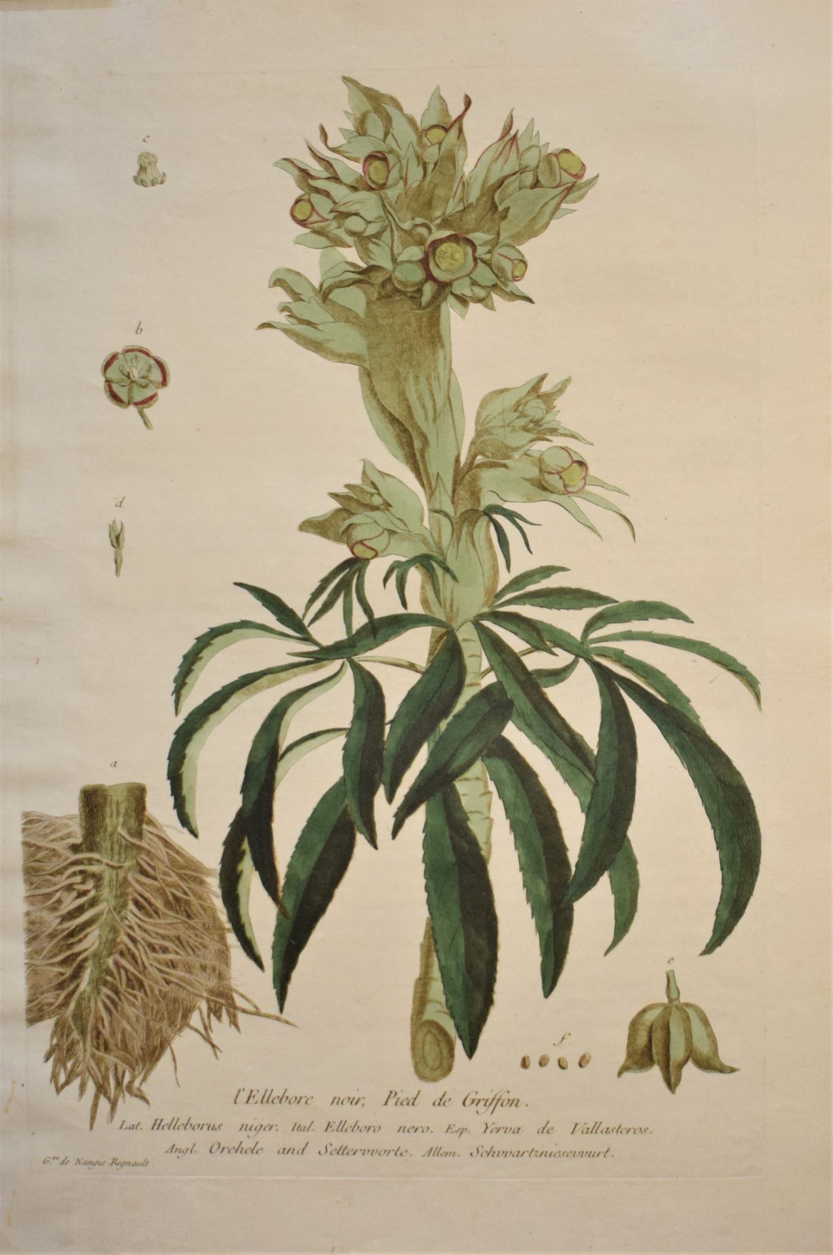 18th-century botanical engraving of a Christmas Rose (L'Ellebore noir, Pied de Griffon) by Regnault. Hand-coloured copperplate illustration.