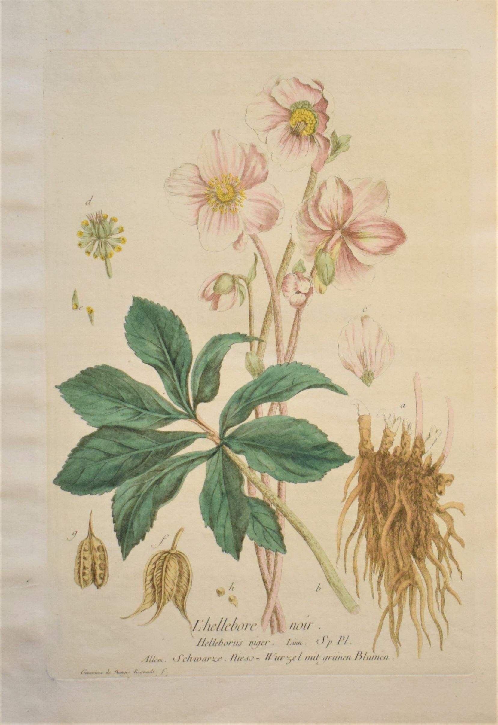 18th-century botanical engraving of a Christmas Rose (L'hellebore noir) by Regnault. Hand-coloured copperplate illustration.