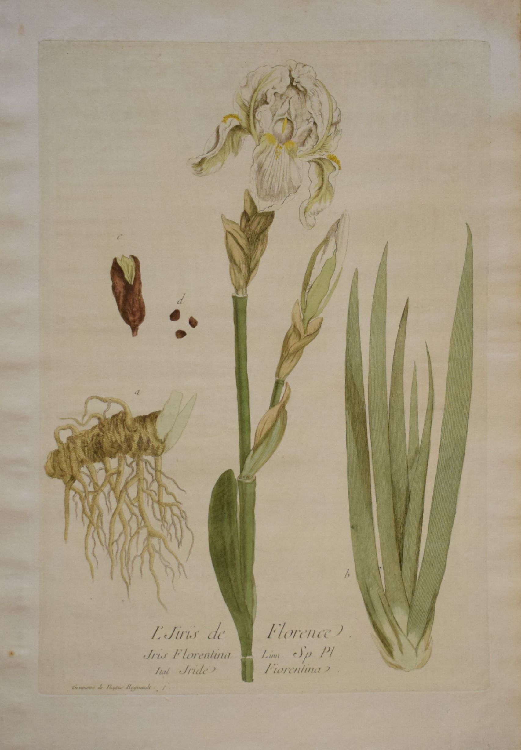 18th-century botanical engraving of an Iris (L'Iiris de Florence) by Regnault. Hand-coloured copperplate illustration.