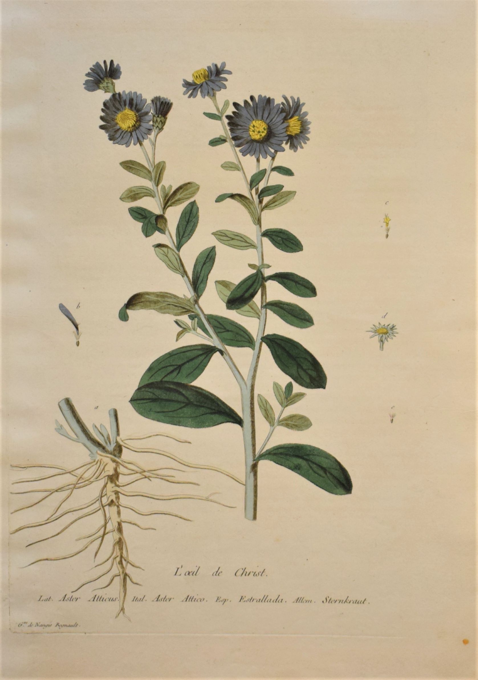18th-century botanical engraving of a European Michaelmas daisy (L'oeil de Christ) by Regnault. Hand-coloured copperplate illustration.