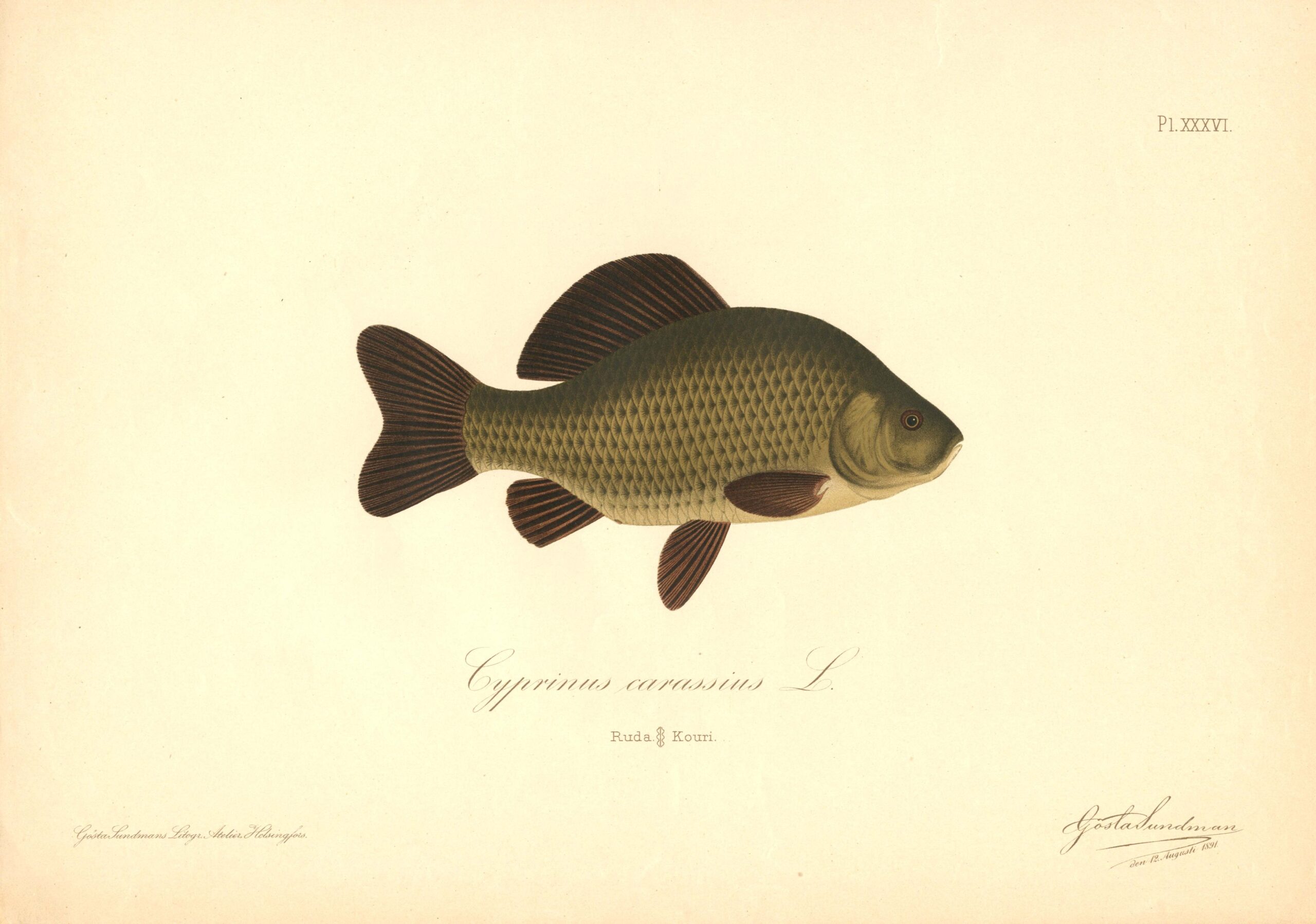 Sundman fish illustration, Crucian carp (Cyprinus carassius L.), from The Fishes of Finland. Sundmanin kalakuva, Ruutana. Suomen kalat. Sundmans fiskplanch, Ruda. Finlands fiskar.