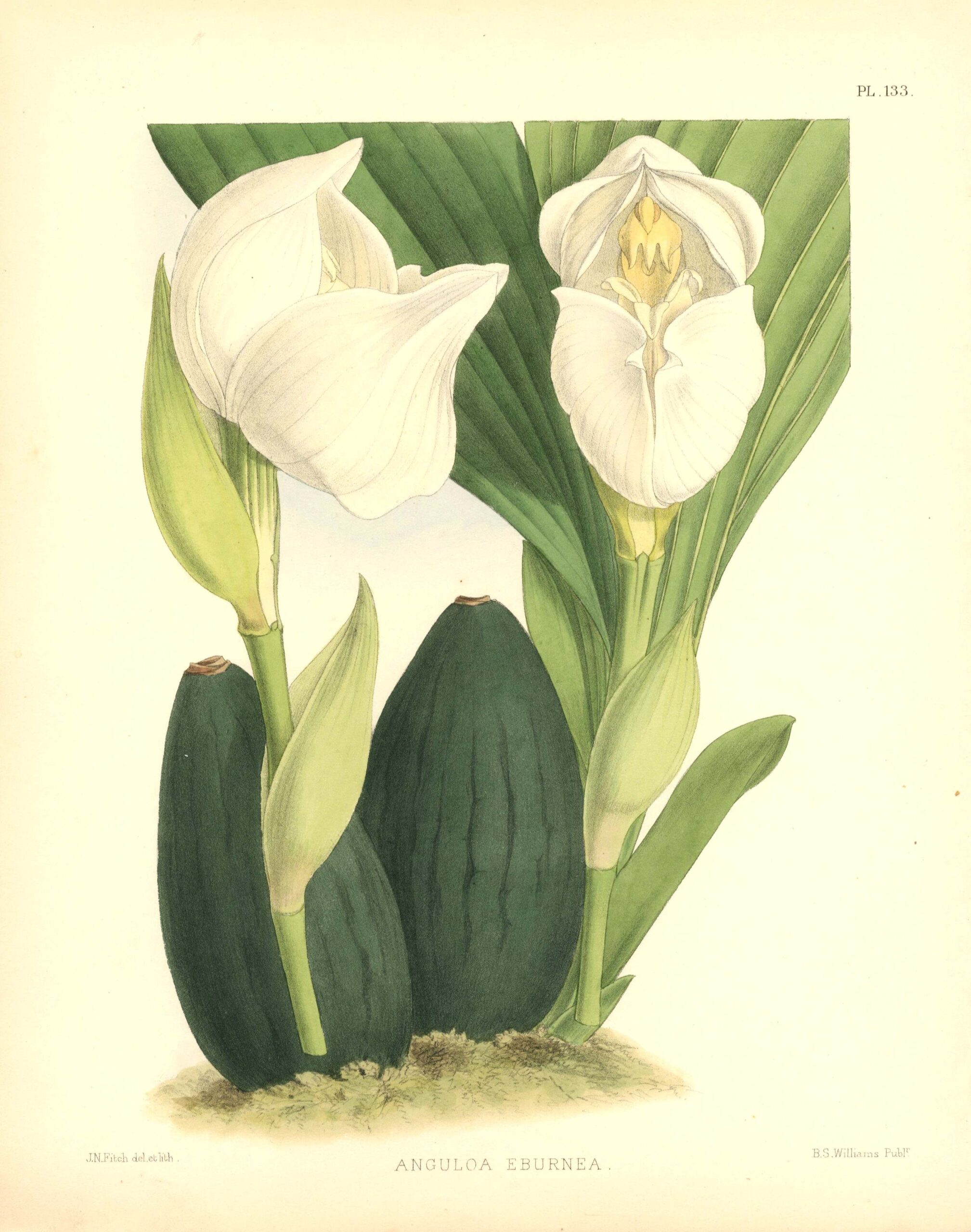 J.N. Fitch 19thC. Orchid Lithograph | Orkidealitografia | Orkidélitografi