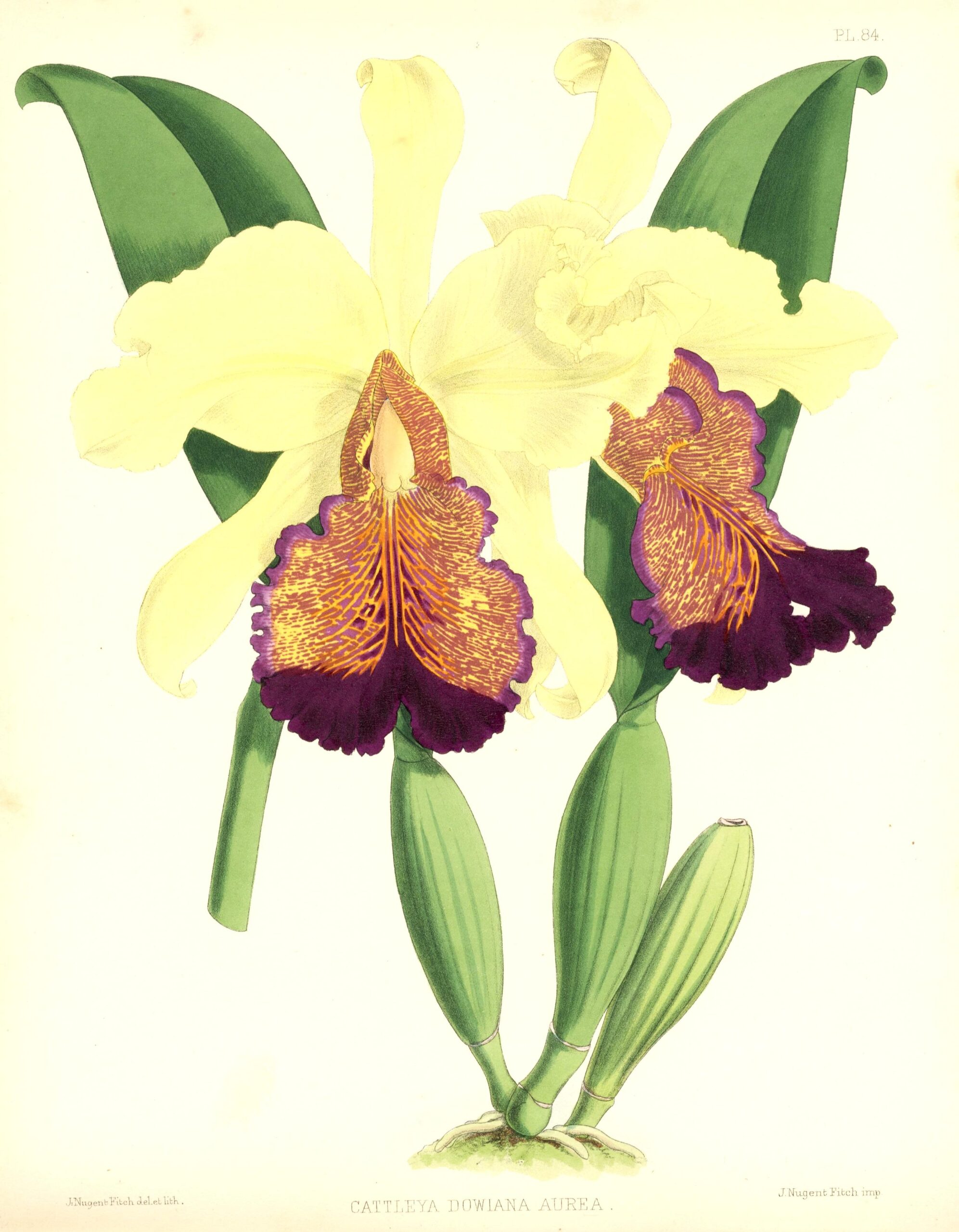 JOHN NUGENT FITCH Orchid lithograph (Cattleya Dowiana Aurea)
