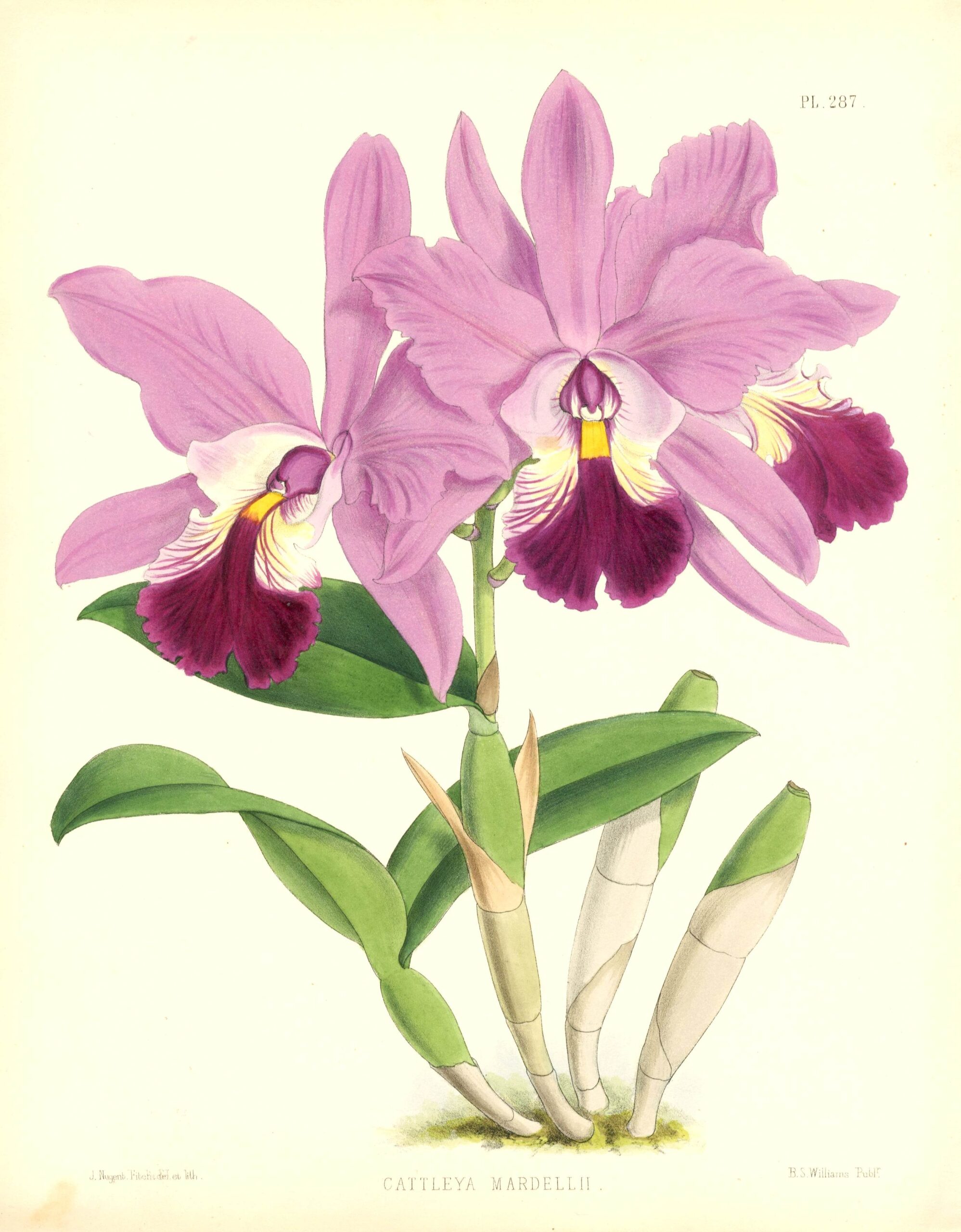 JOHN NUGENT FITCH Orchid lithograph (Cattleya Mardellii)