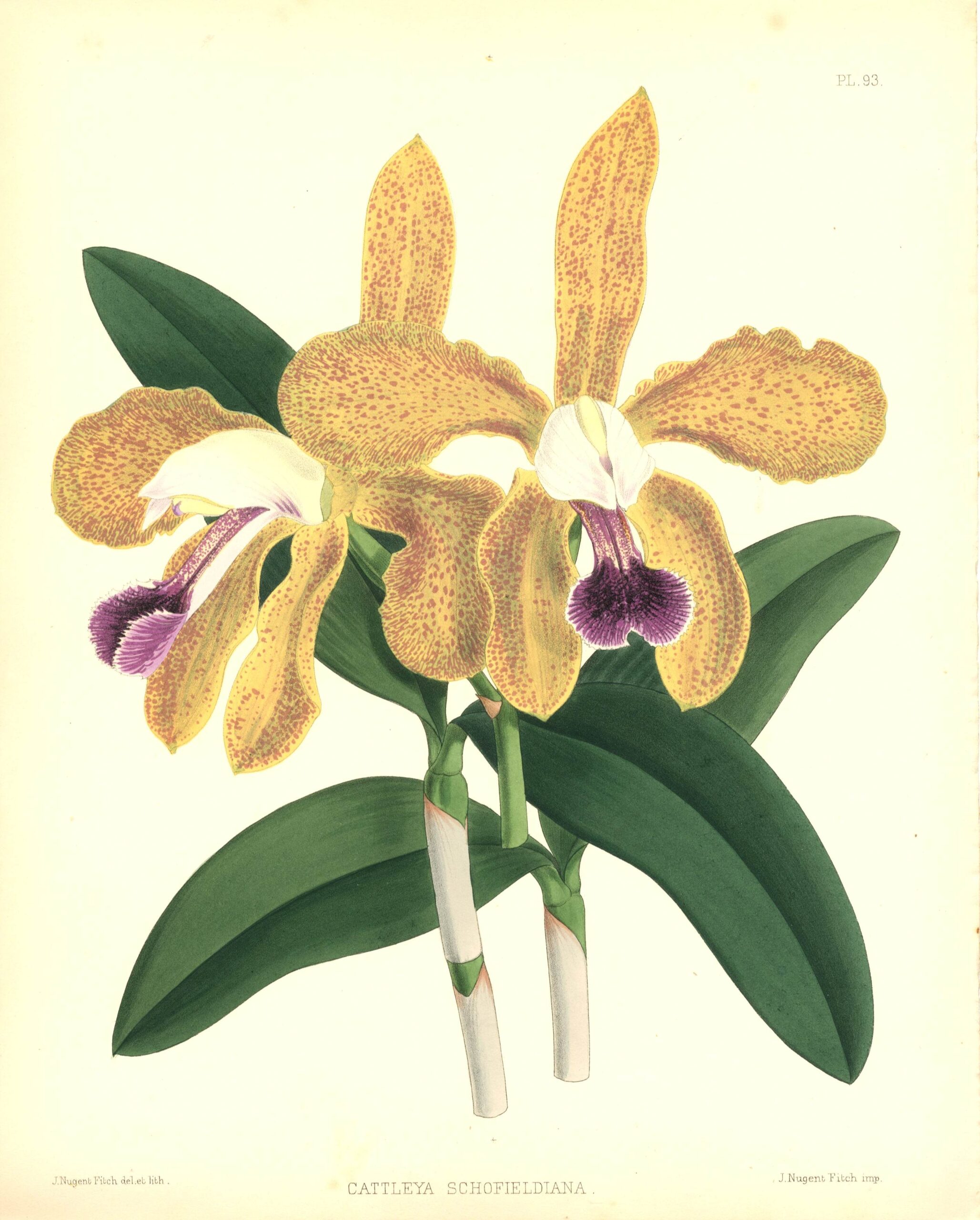 JOHN NUGENT FITCH: Orchid lithograph (Cattleya Schofieldiana)