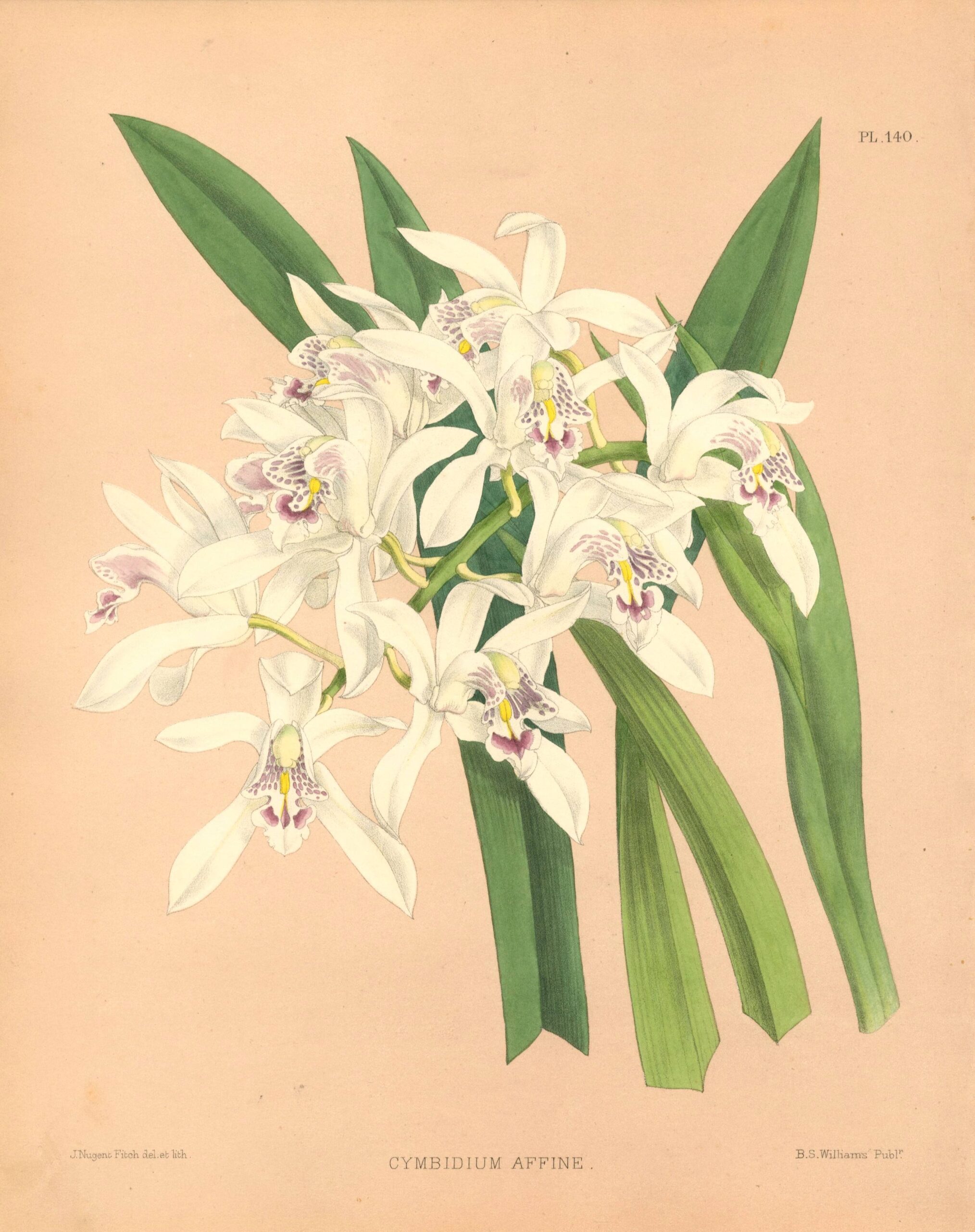 JOHN NUGENT FITCH Orchid lithograph (Cymbidium Affine)
