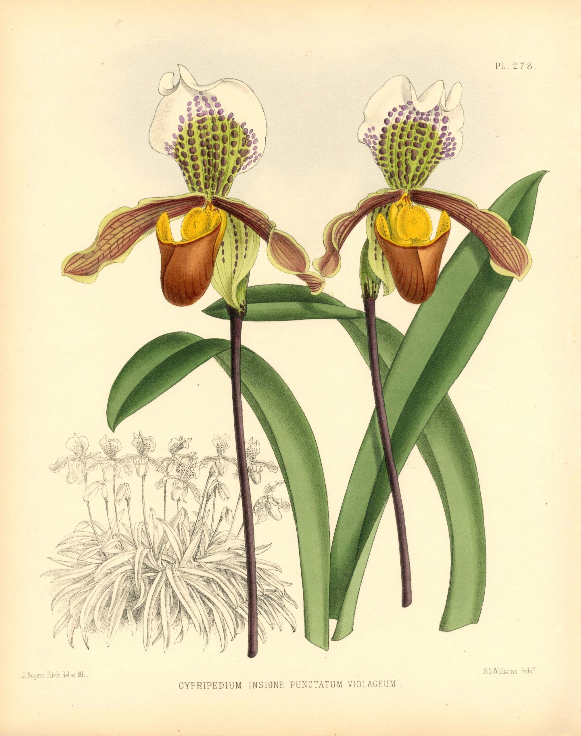 JOHN NUGENT FITCH Orchid lithograph (Cypripedium Insigne Punctatum Violaceum)