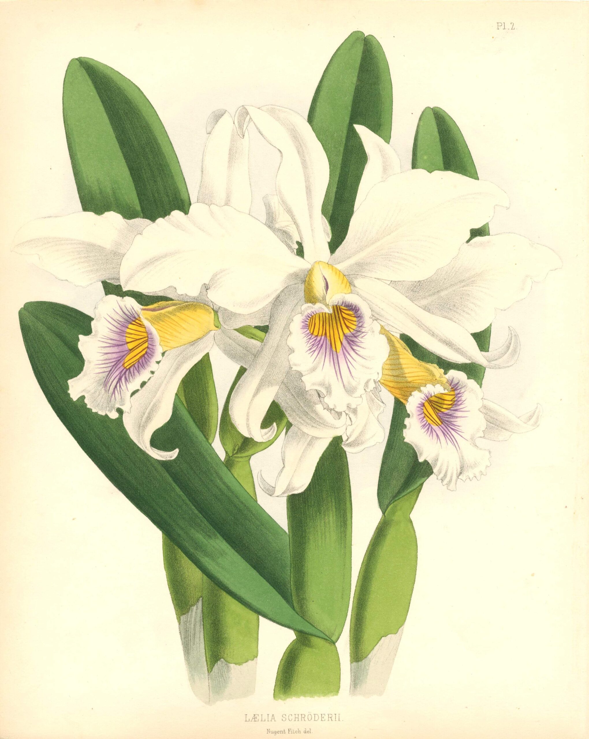 JOHN NUGENT FITCH Orchid lithograph Laelia Schröderii