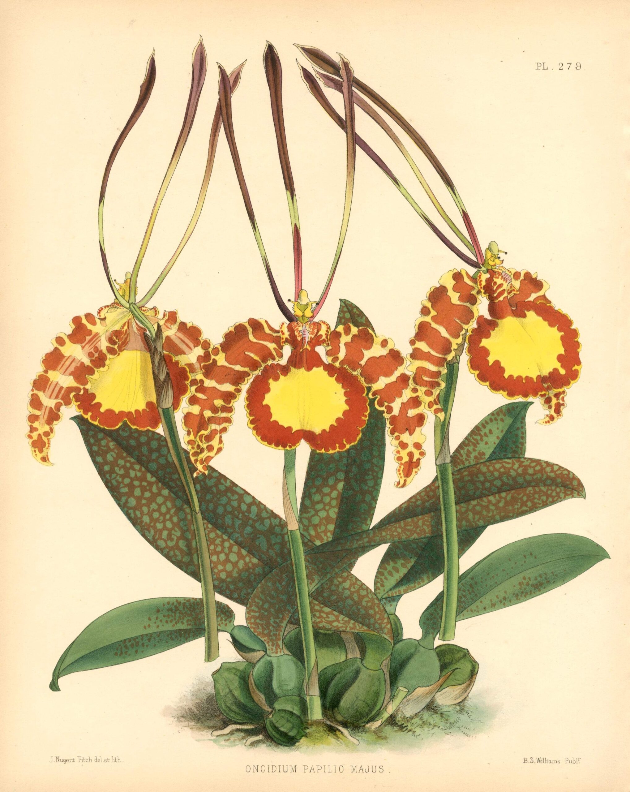 JOHN NUGENT FITCH Orchid lithograph (Oncidium Papilio Majus)