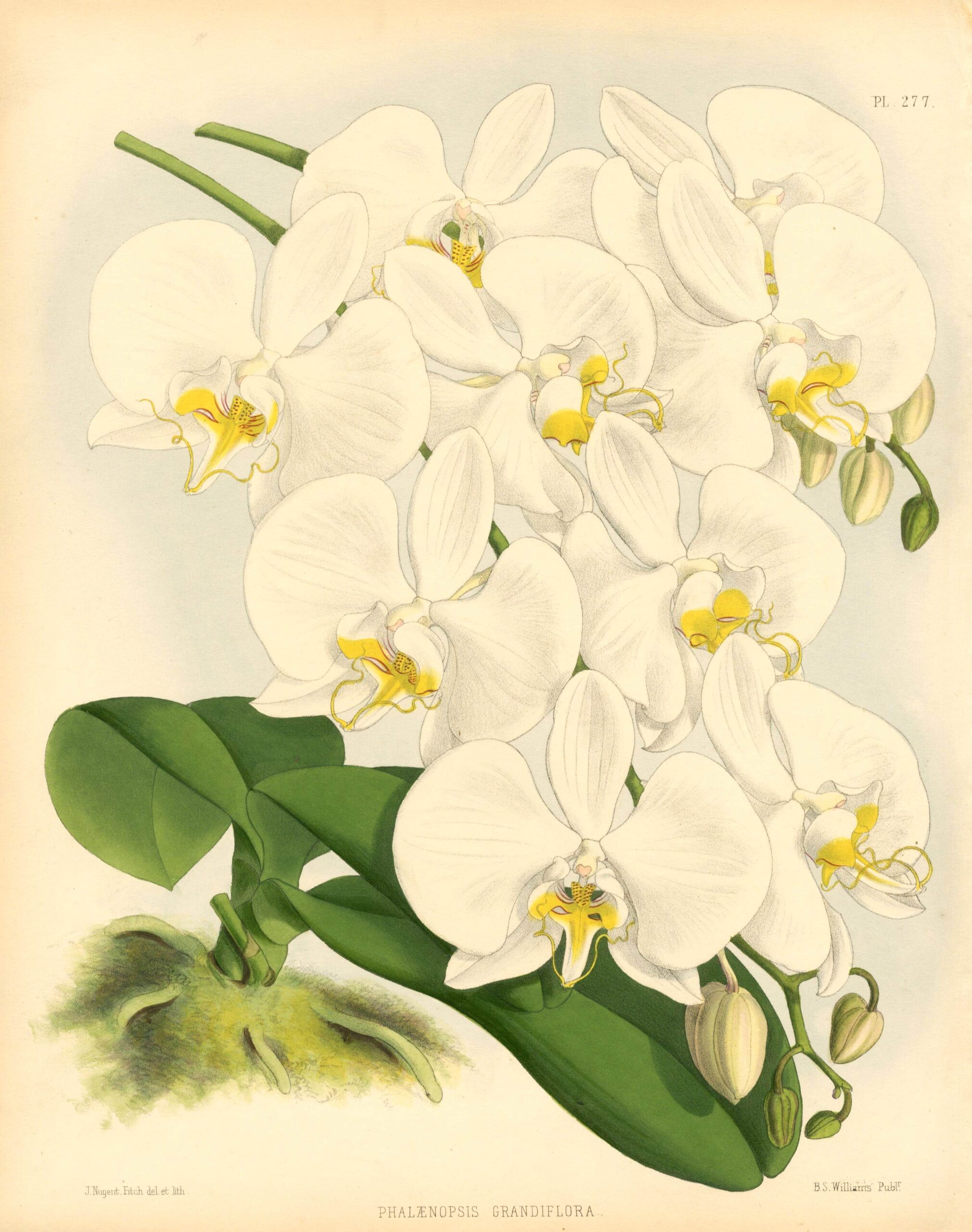 JOHN NUGENT FITCH Orchid lithograph Phalaenopsis Grandiflora