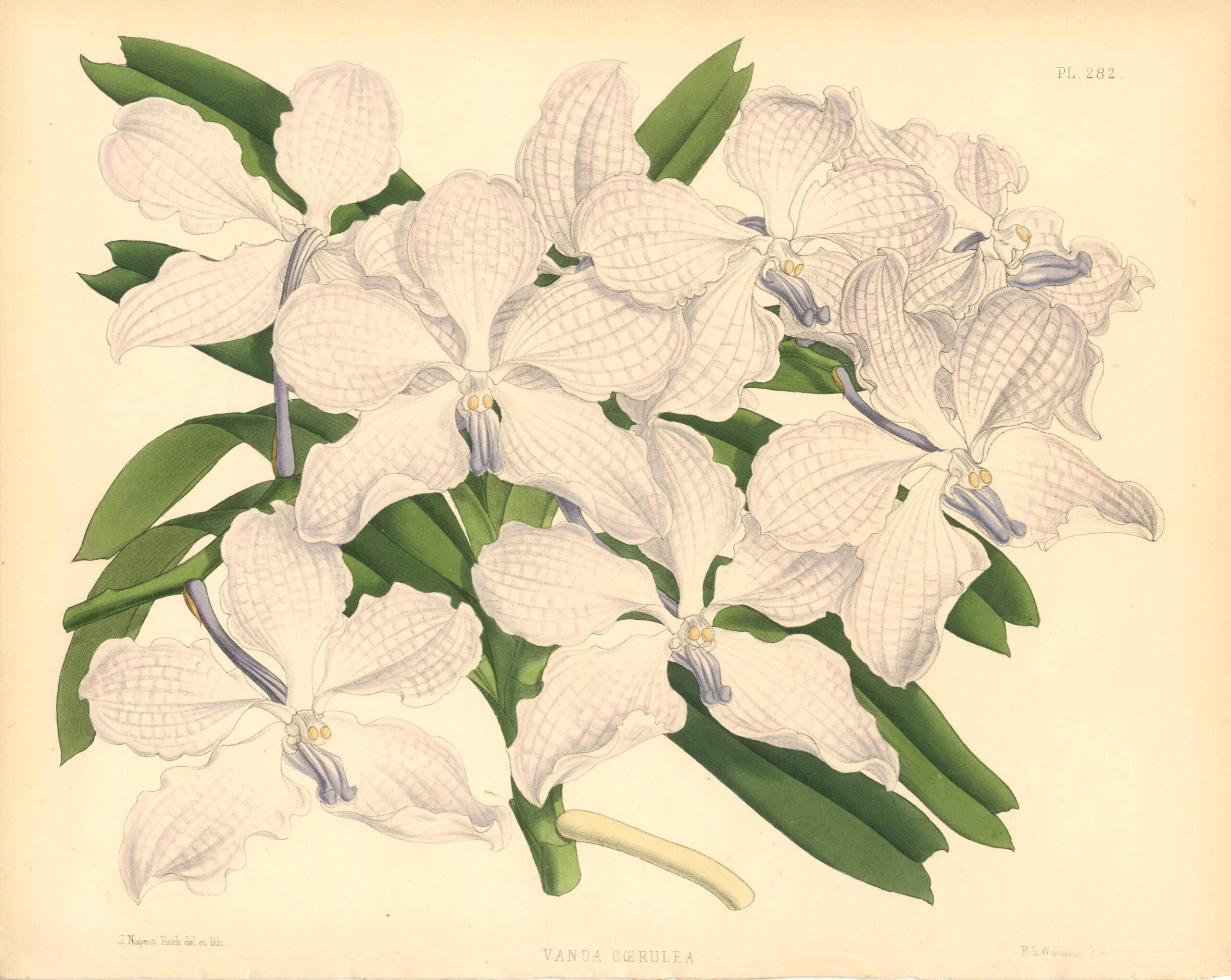 JOHN NUGENT FITCH Orchid lithograph (Vanda Coerulea)
