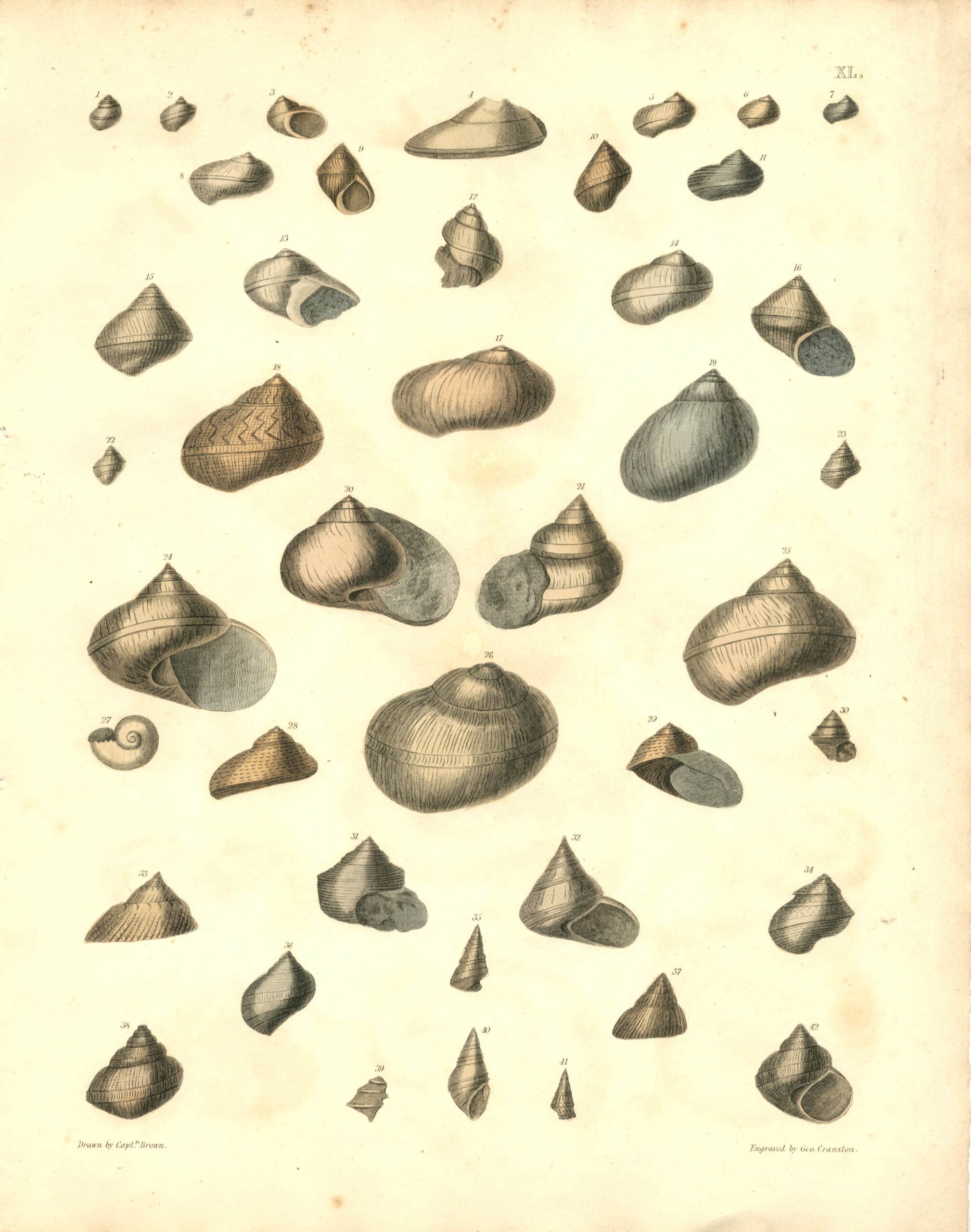CAPT. THOMAS BROWN Shell engraving (1849)