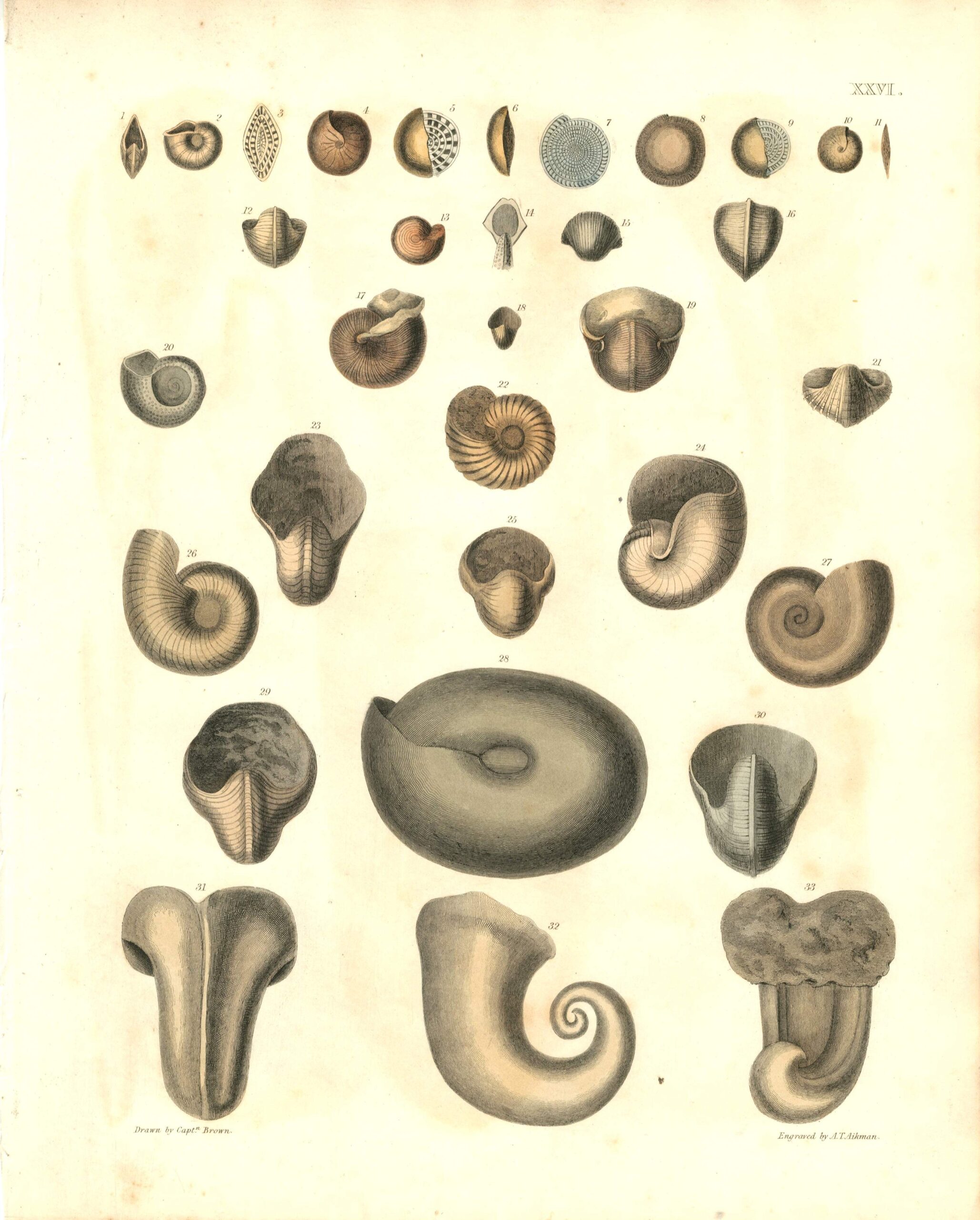 CAPT. THOMAS BROWN Shell engraving (1849)