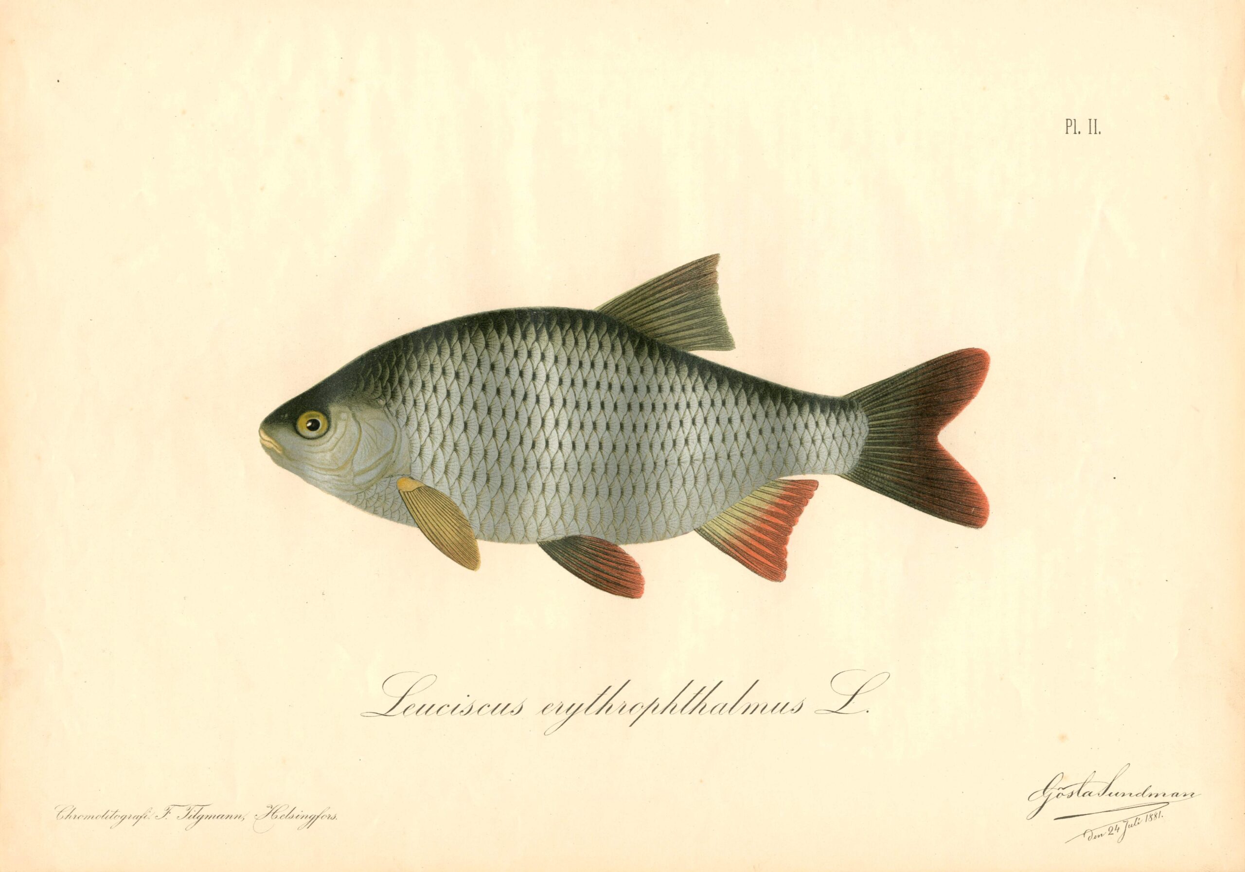 19th-century chromolithograph of a Common Rudd (Sorva/Sarv) by Gösta Sundman from The Fishes of Finland.
