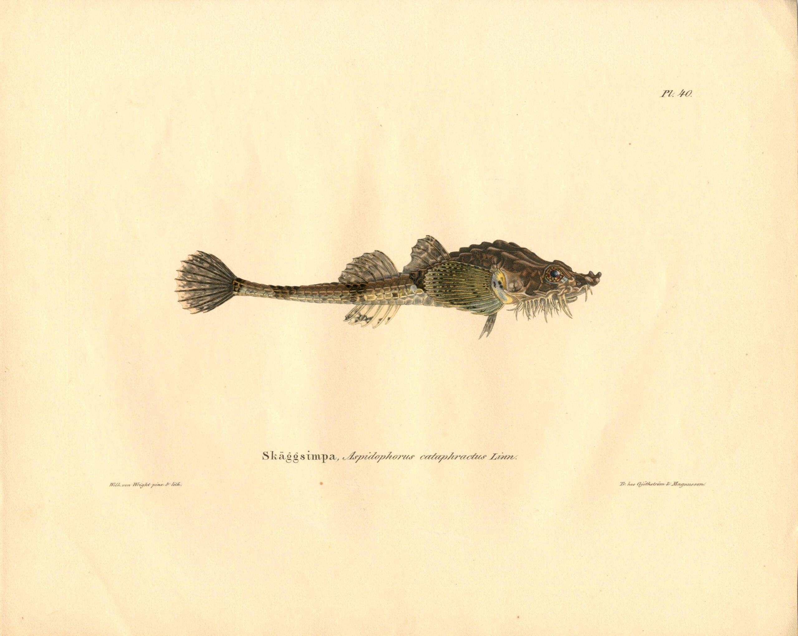 Antique hand-colored lithograph of an Agonus (Aspidophorus cataphractus) by Wilhelm von Wright, featuring realistic textures and vibrant earth tones. | Wilhelm von Wrightin Partasimppu-litografia. | Litografiskt plansch av Skäggsimpa av Wilhelm von Wright.