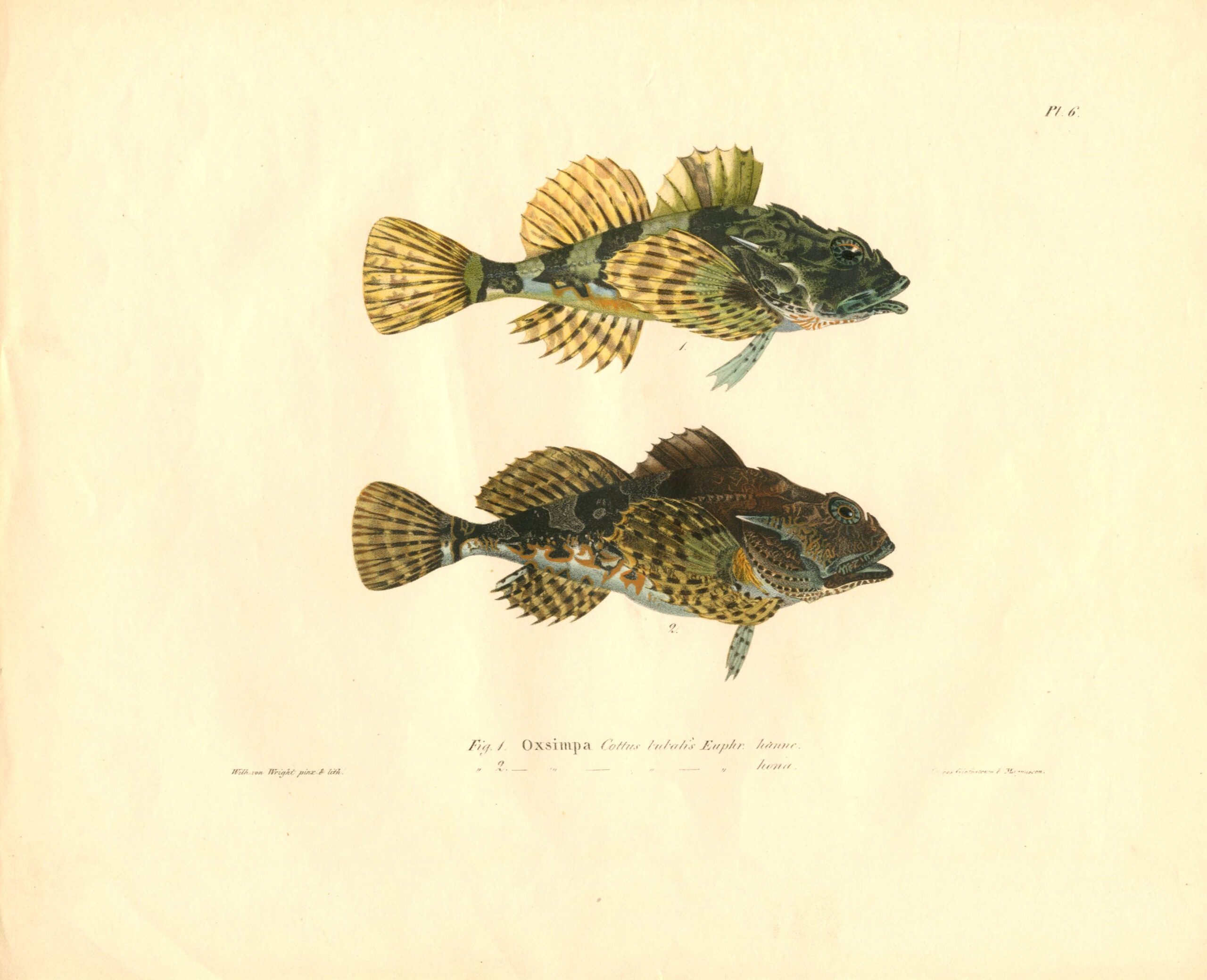 Antique hand-colored lithograph of a Cottus bubalis by Wilhelm von Wright, featuring realistic textures and vibrant earth tones. | Wilhelm von Wrightin Piikkisimppu -litografia. | Litografiskt plansch av Oxsimpa av Wilhelm von Wright.