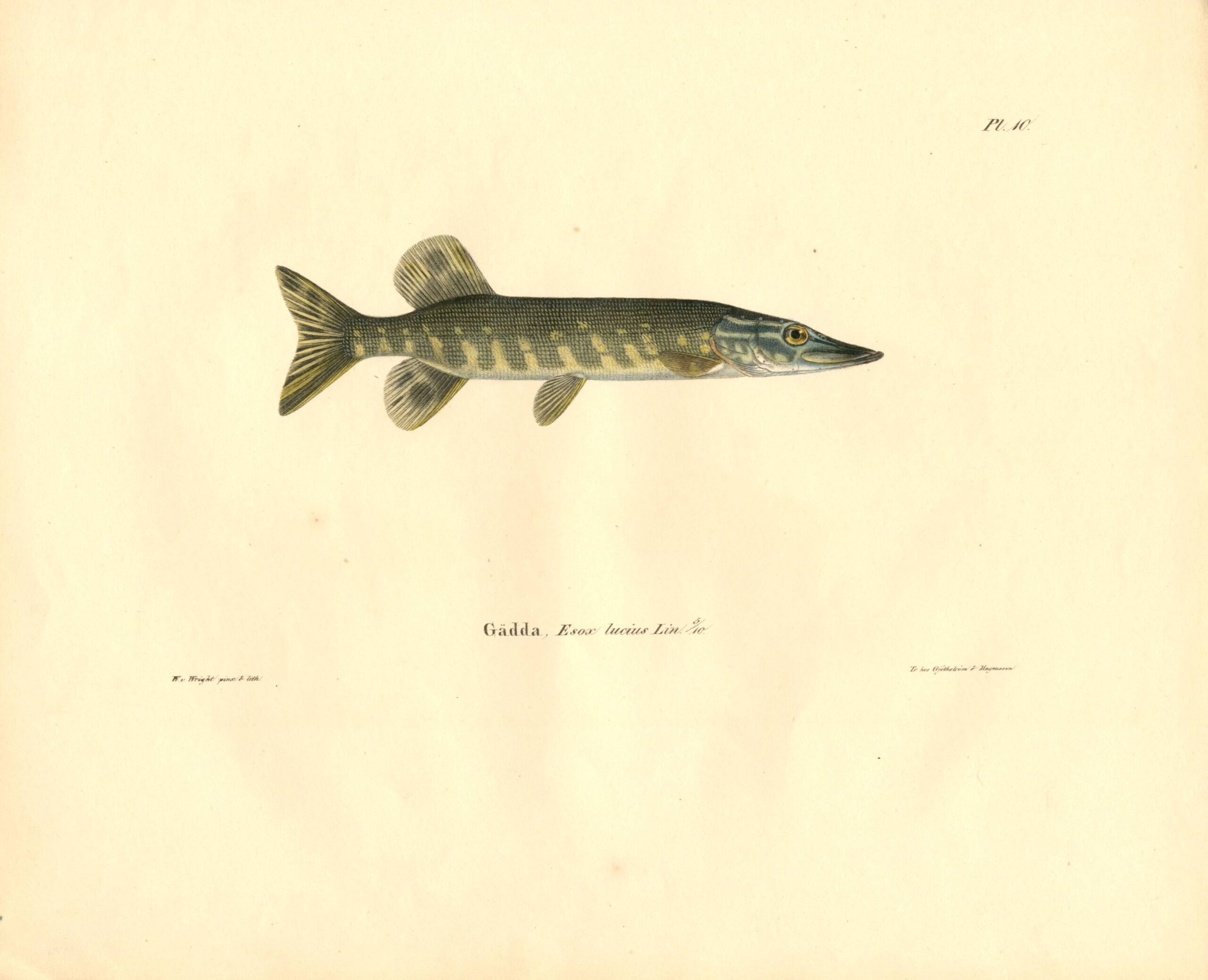 Antique hand-colored lithograph of a Pike (Esox lucius) by Wilhelm von Wright, featuring realistic textures and vibrant earth tones. | Wilhelm von Wrightin Hauki-litografia. | Litografisk plansch av Gädda av Wilhelm von Wright.