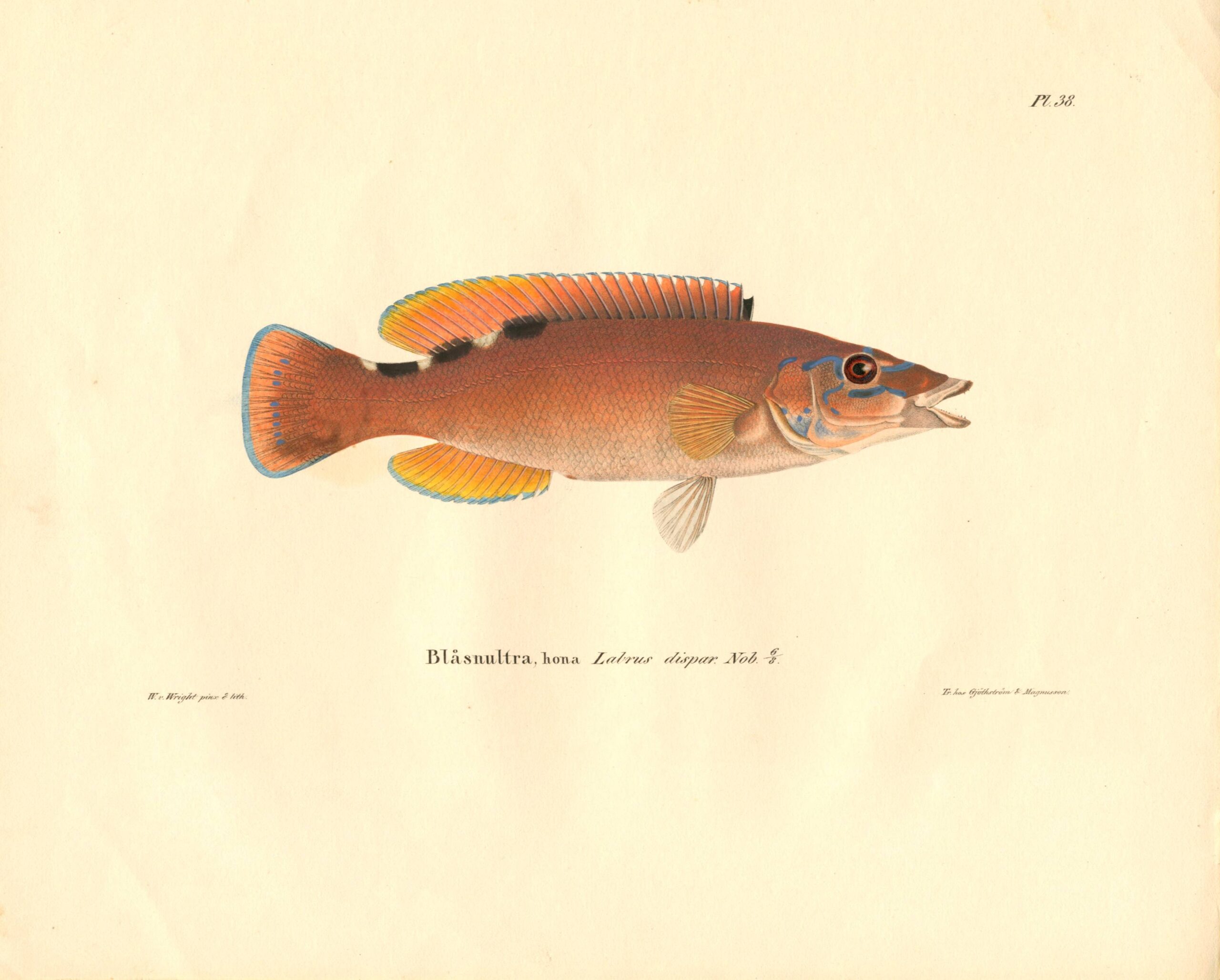 Antique hand-colored lithograph of a Cuckoo wrasse (Labrus dispar Nob.) by Wilhelm von Wright, featuring realistic textures and vibrant earth tones. | Wilhelm von Wrightin Sinihuulikala -litografia. | Litografisk plansch av Blåsnultra av Wilhelm von Wright.